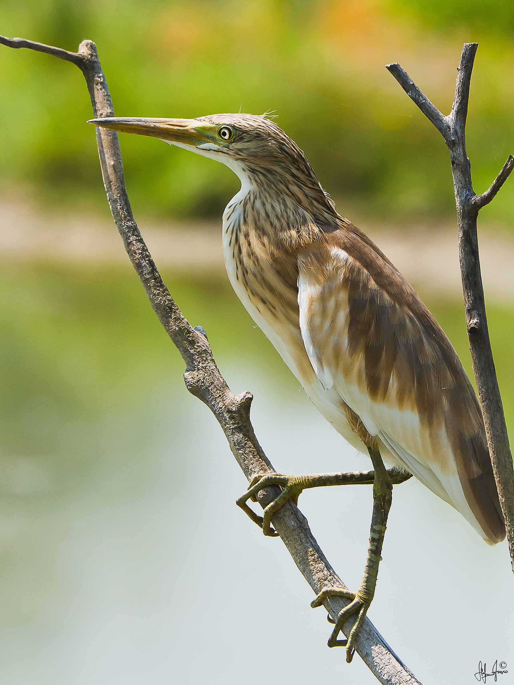Sgarza ciuffetto juv-2993