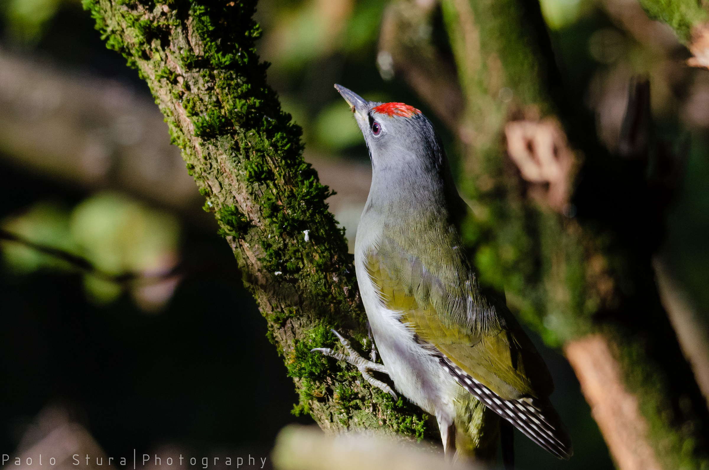 Green woodpecker