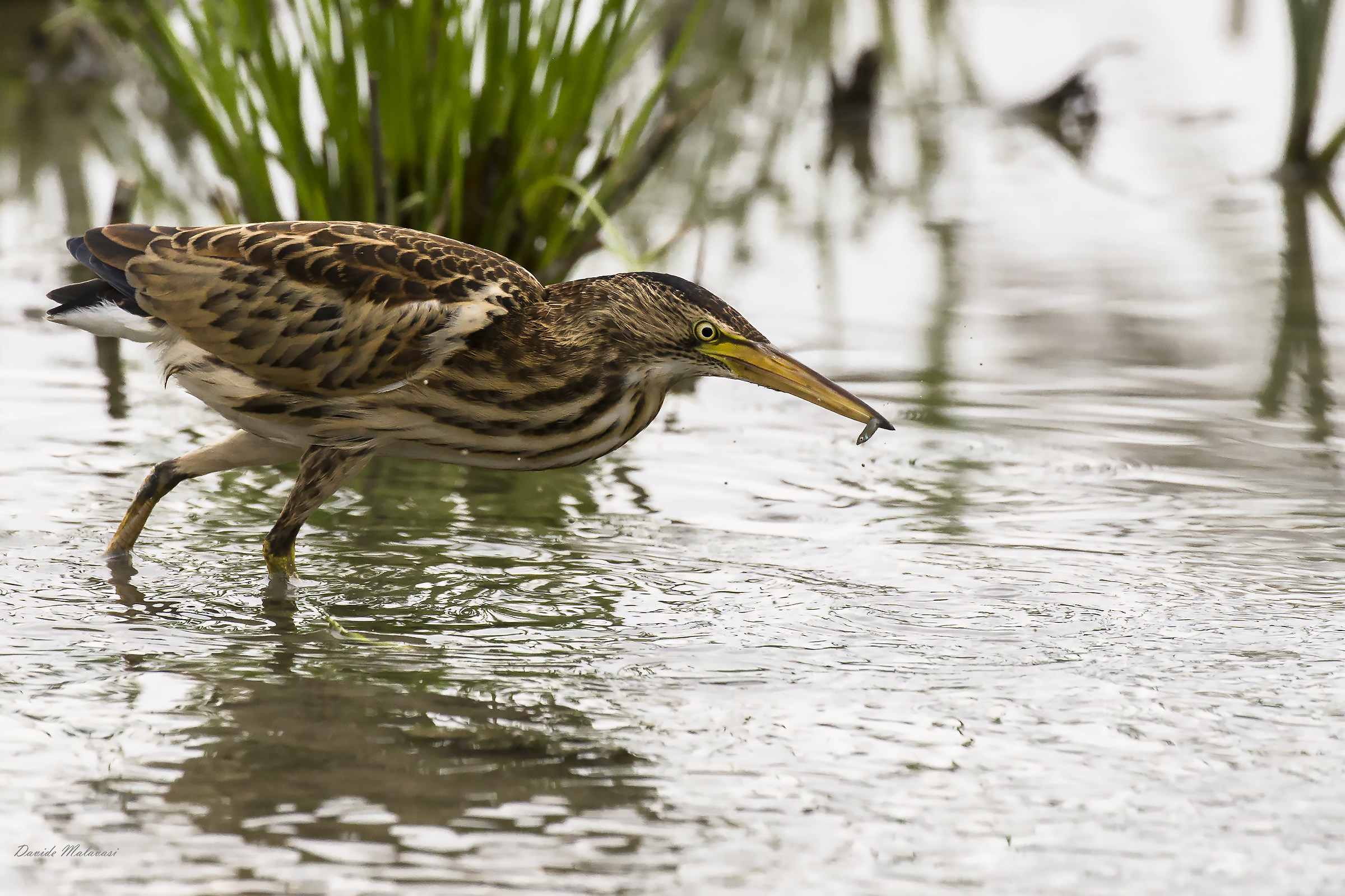 Tarabusino con pesciolino
