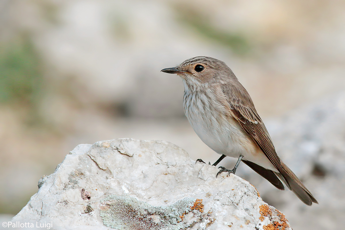 Flycatcher (Muscicapa striata)