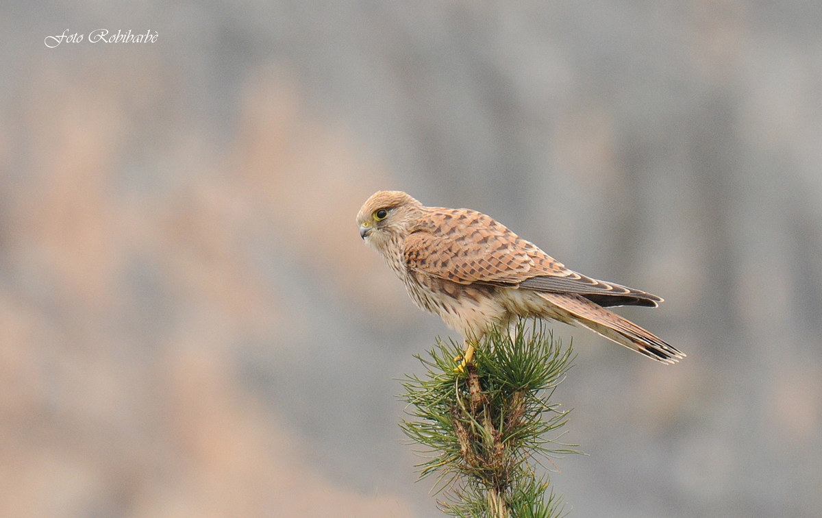 'l farchet....il gheppio...