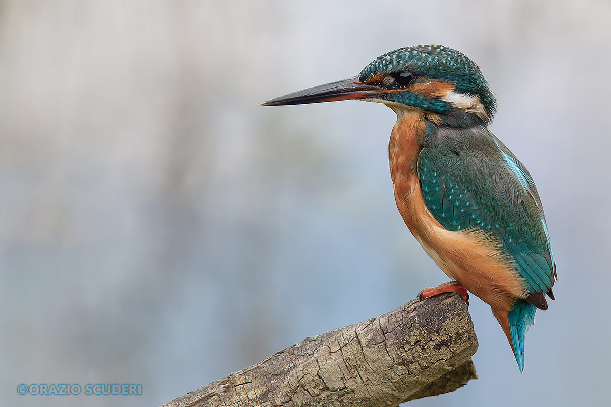 Alcedo atthis
