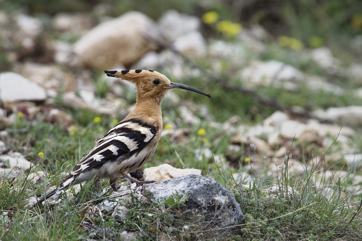 hoopoe grazing