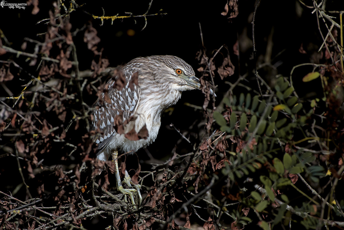 Night Heron in the Darkness