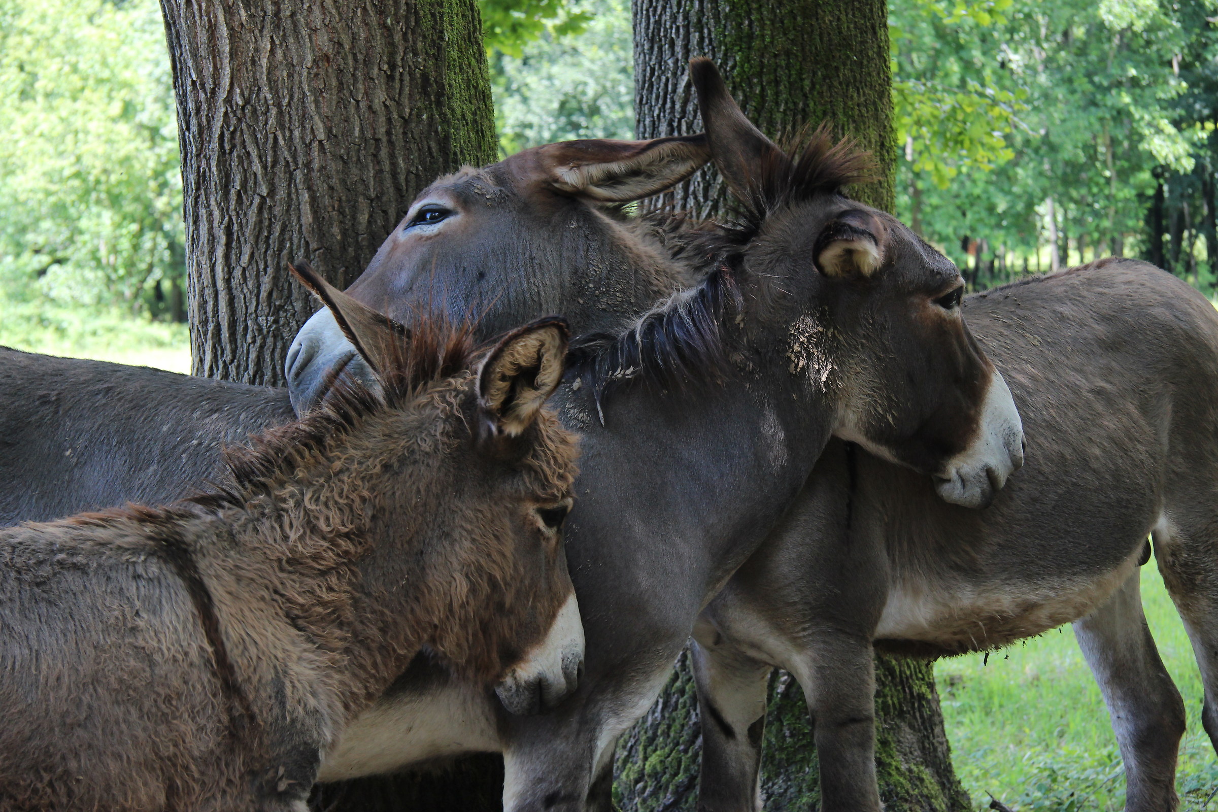 Asini si accarezzano