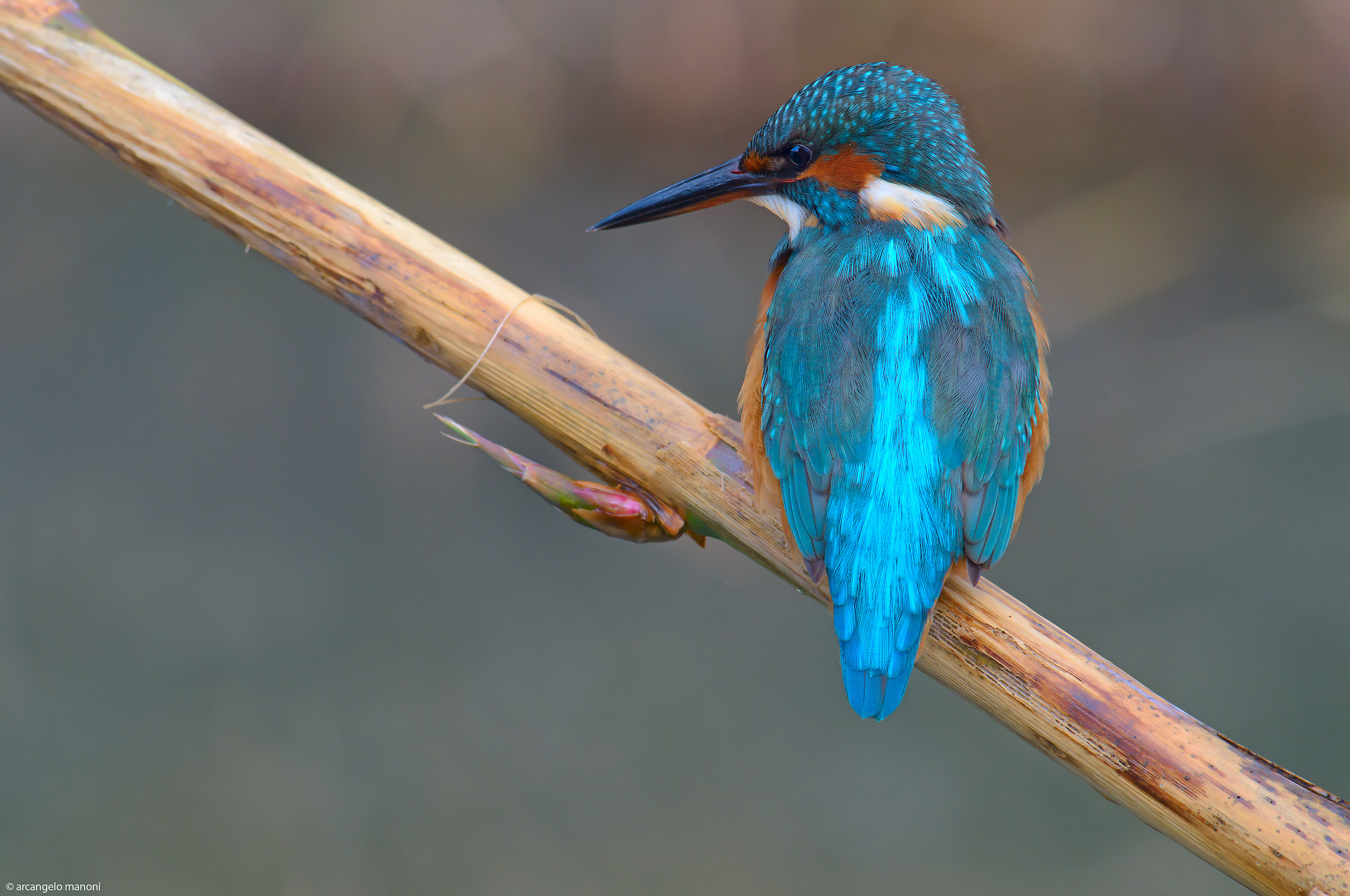 Martino in posa di spalle