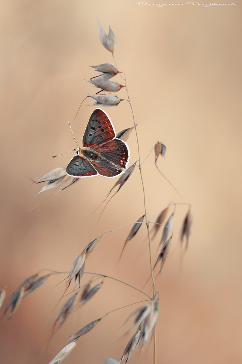 Farfalla sul prato nel mio cortile
