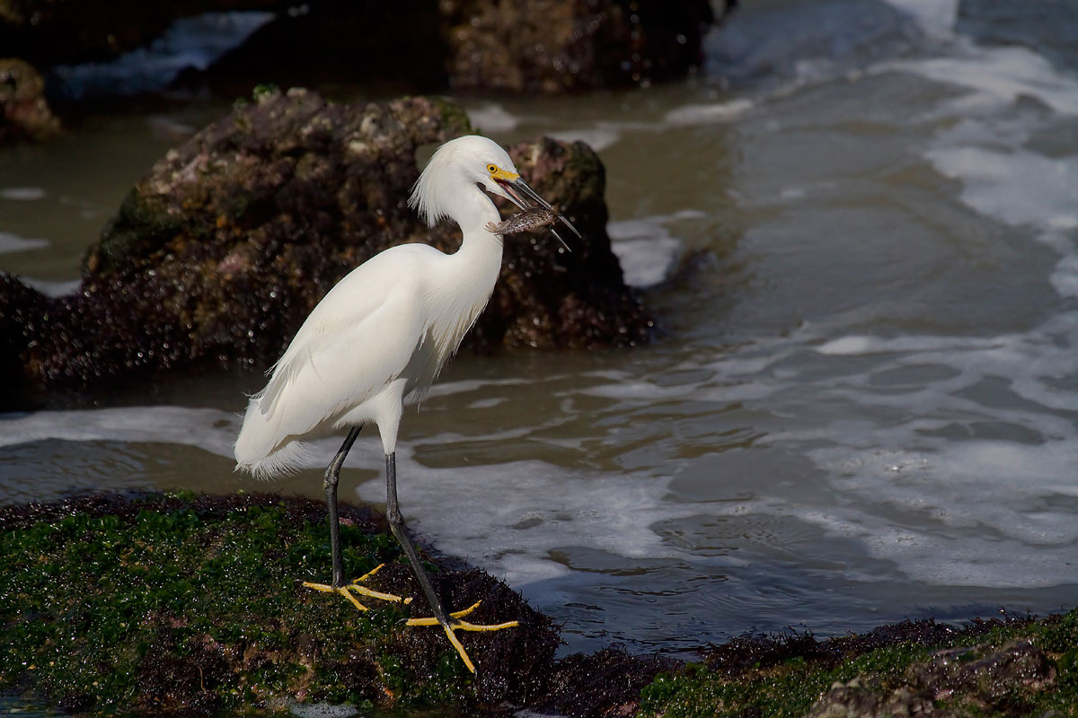 garzetta brasiliana con preda