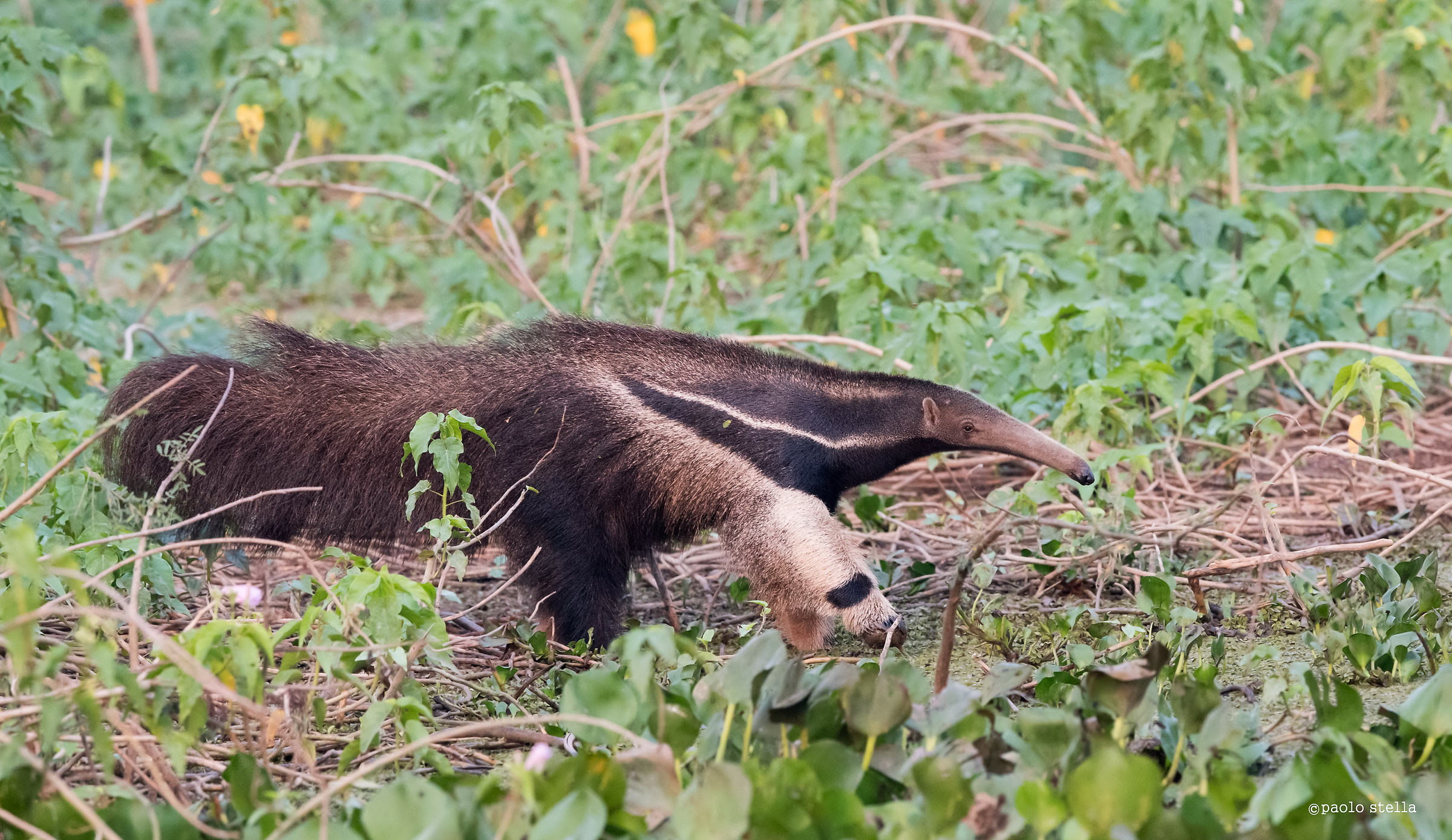 giant anteater