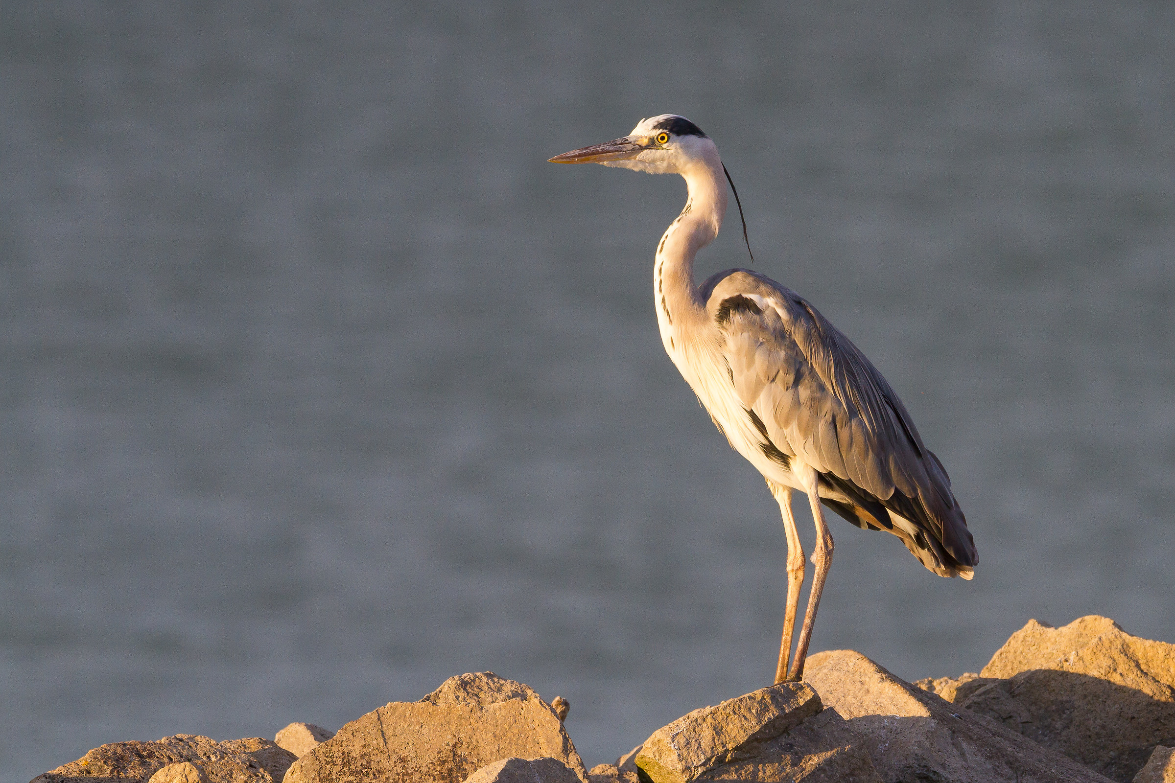 Grey Heron
