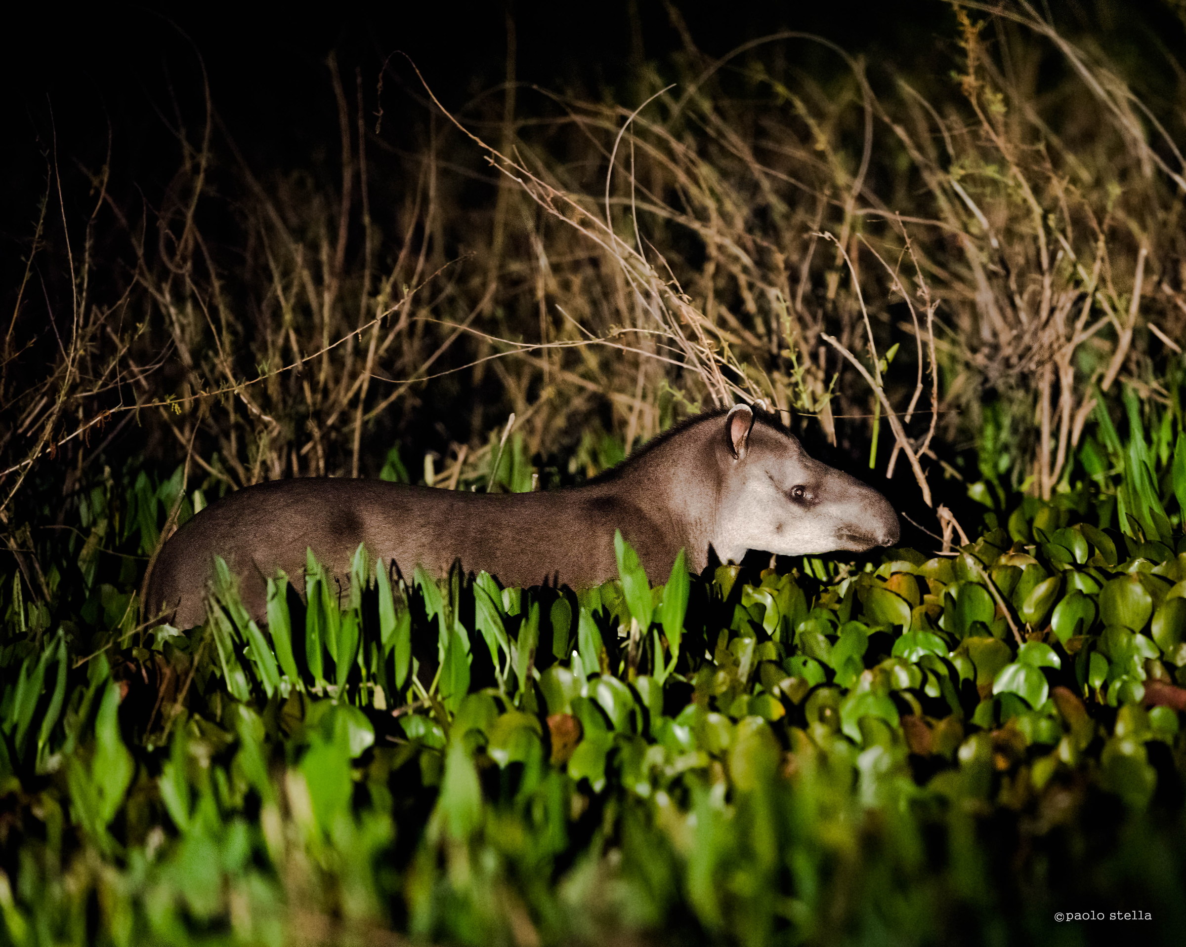 tapir