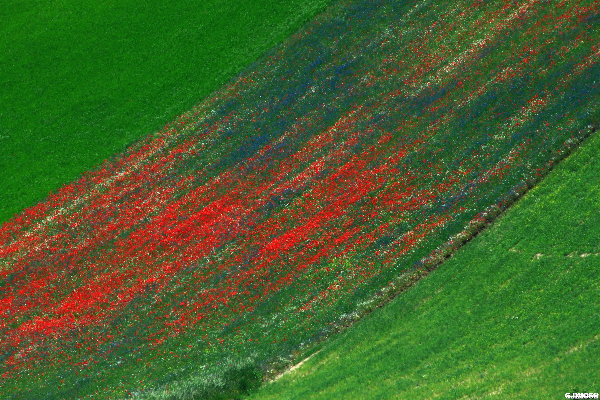 "The carpet aladdin"