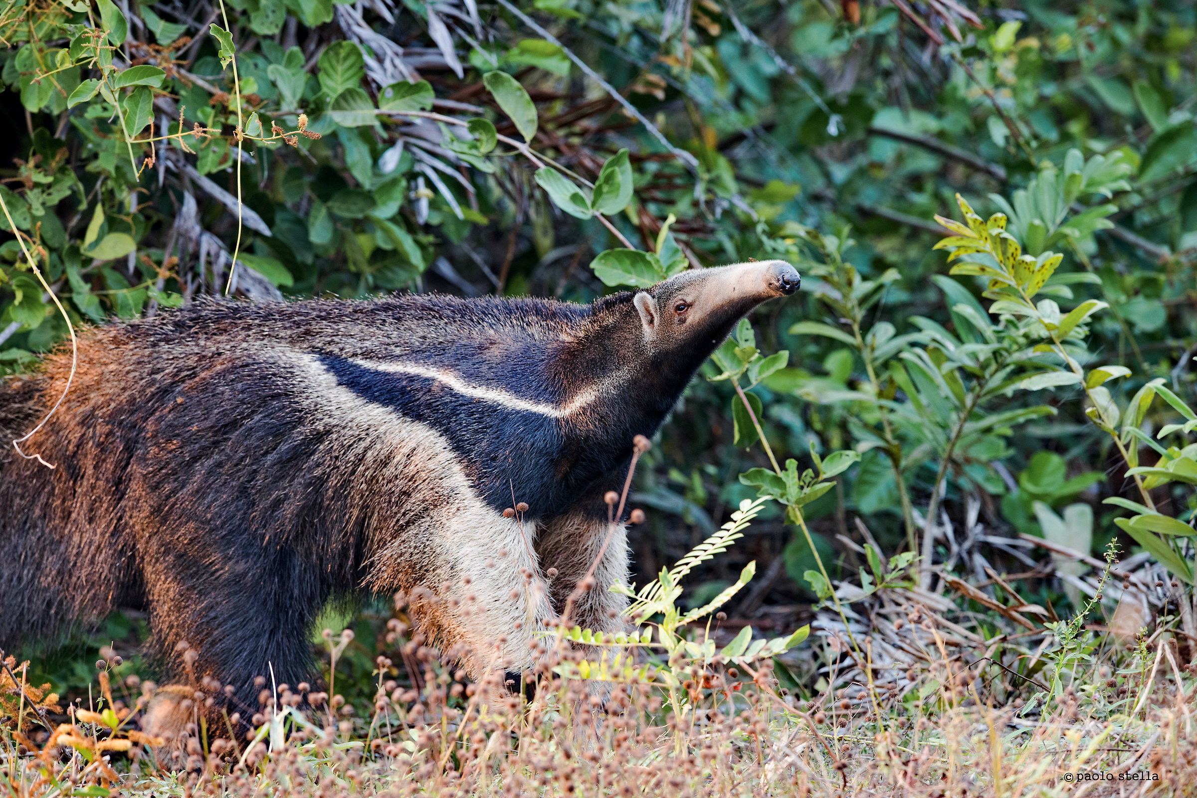 smelling giant ant-eater