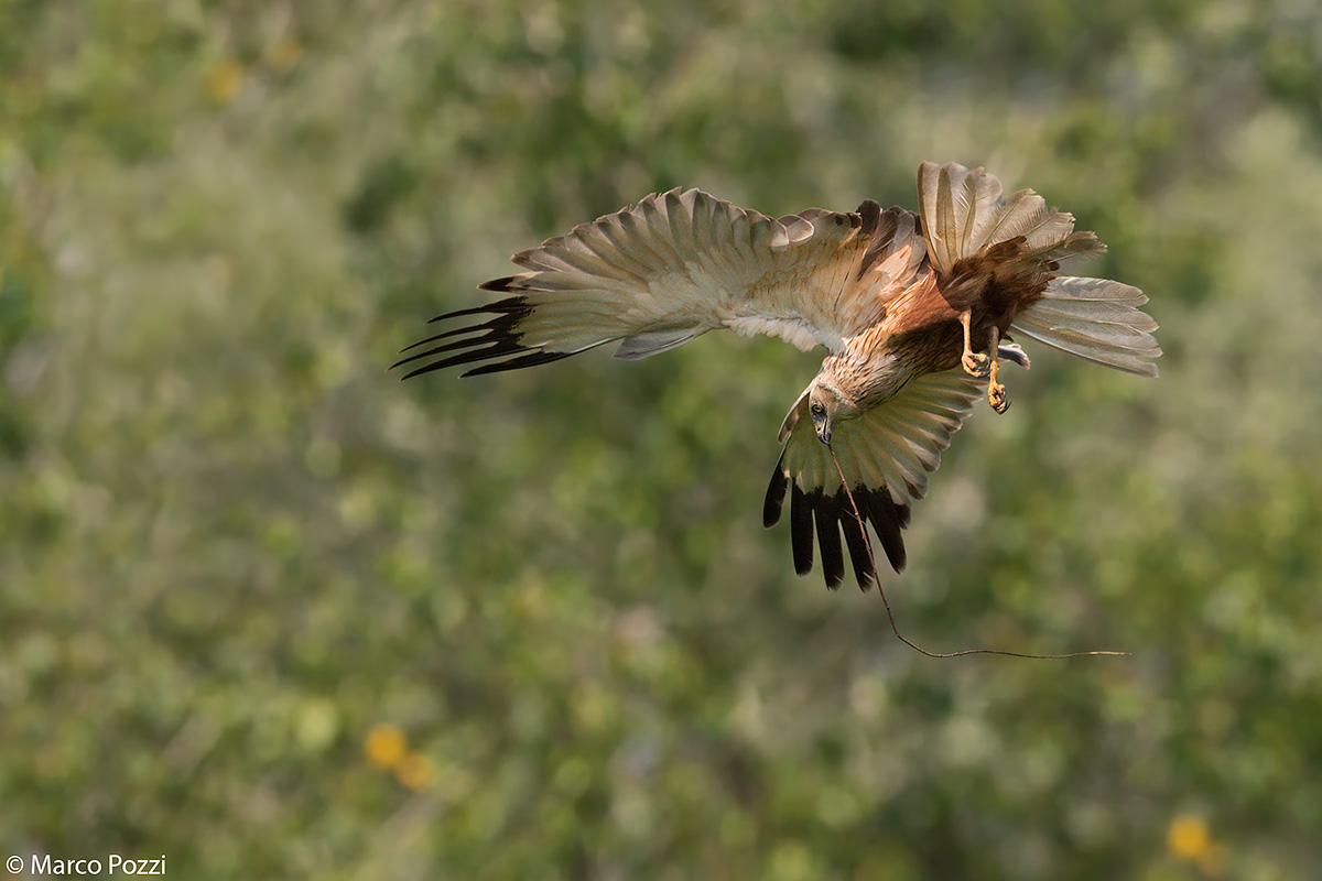 Flying over the swamp
