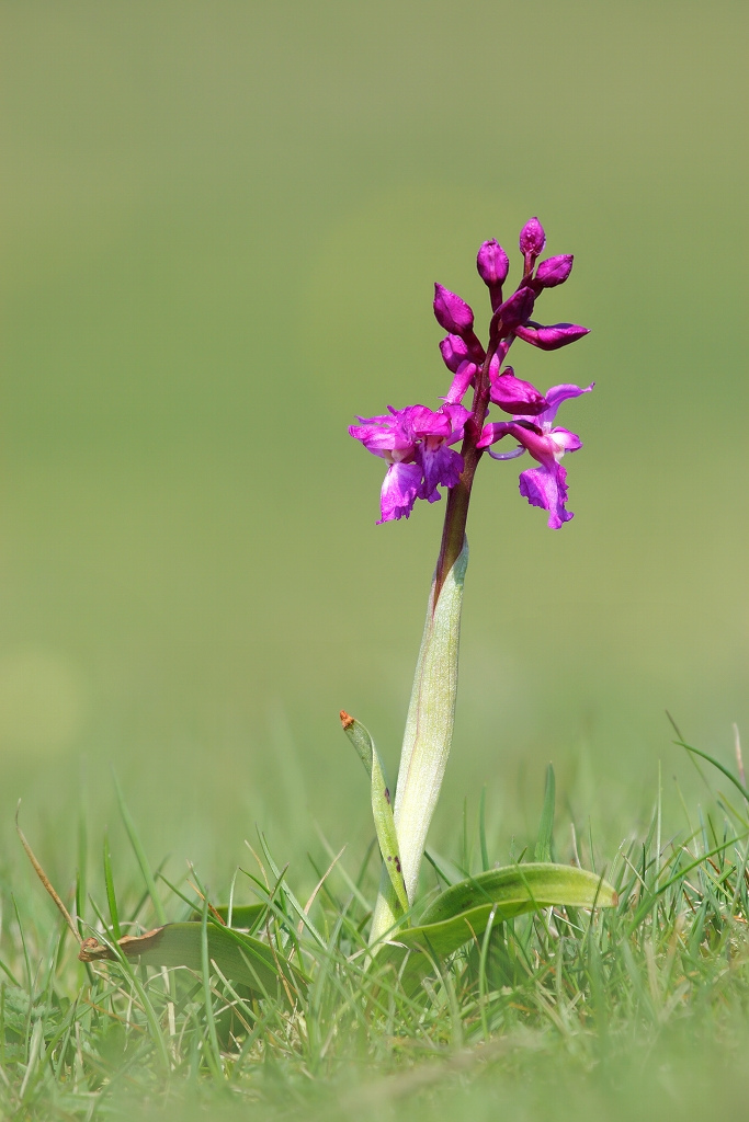 Early Purple Orchid