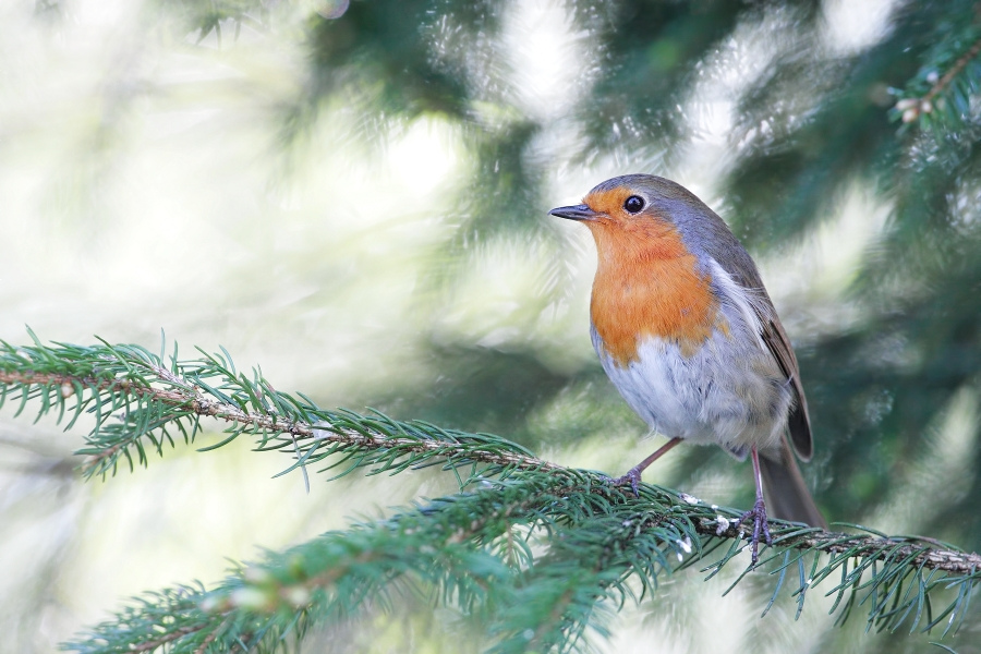 Robin, Erithacus rubecula
