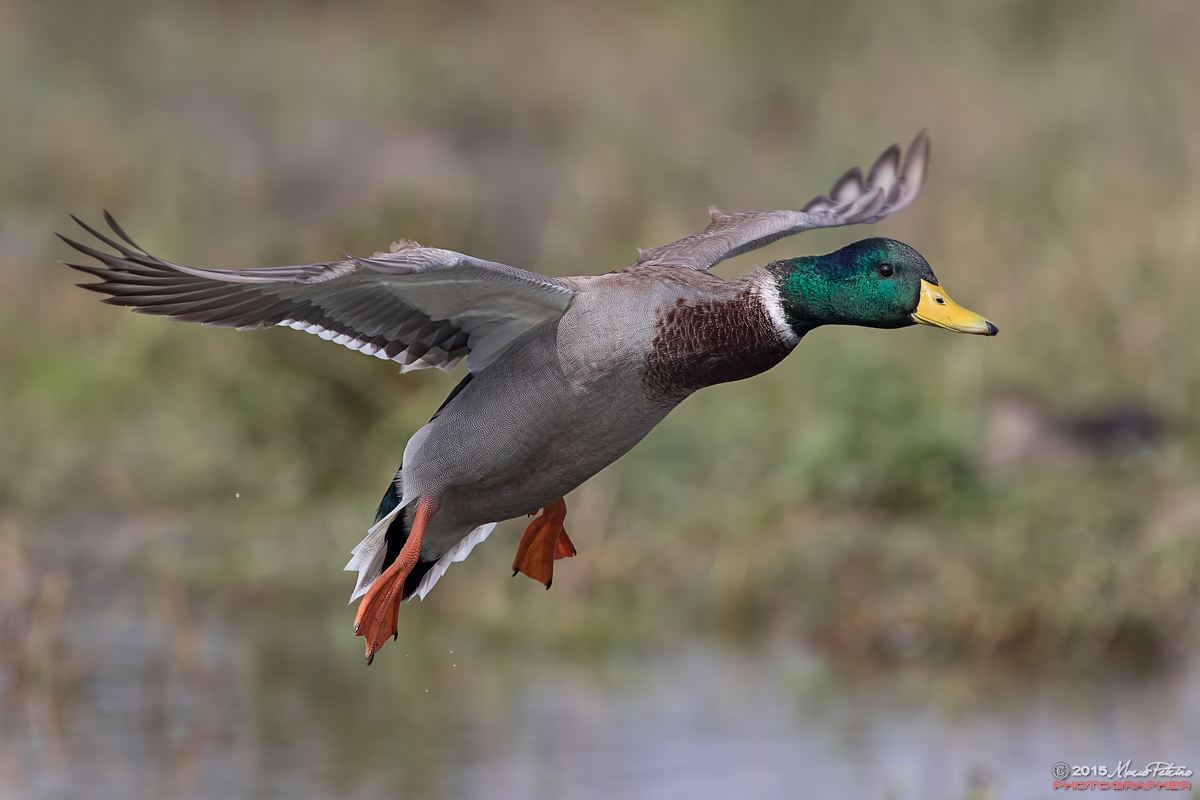 Mallard (Anas platyrhynchos)