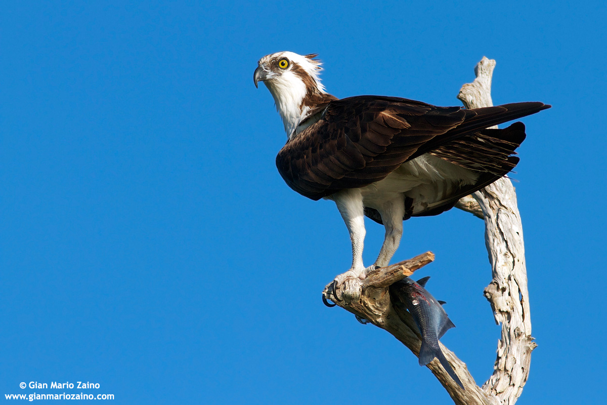 Pronto per la colazione...