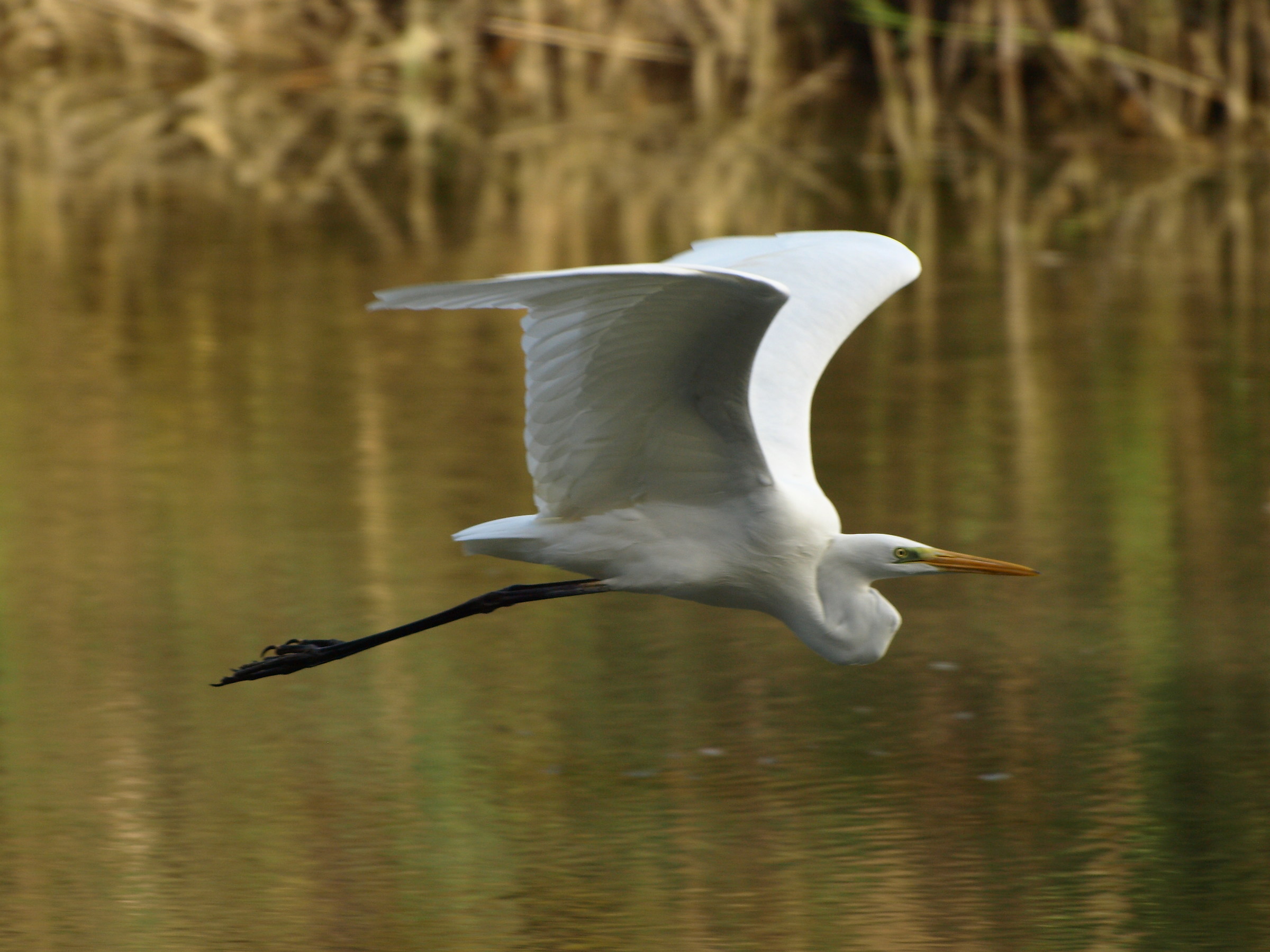 Airone bianco maggiore