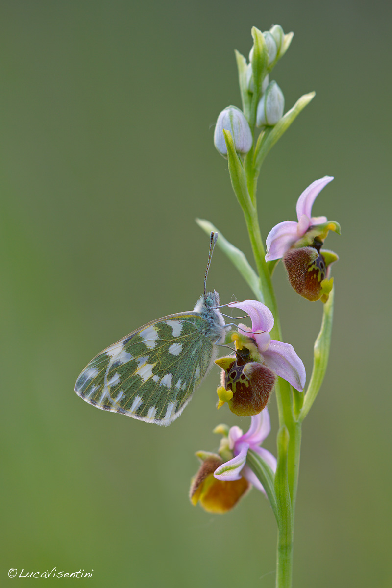 Ophrys holosericea with Pontia Edusa