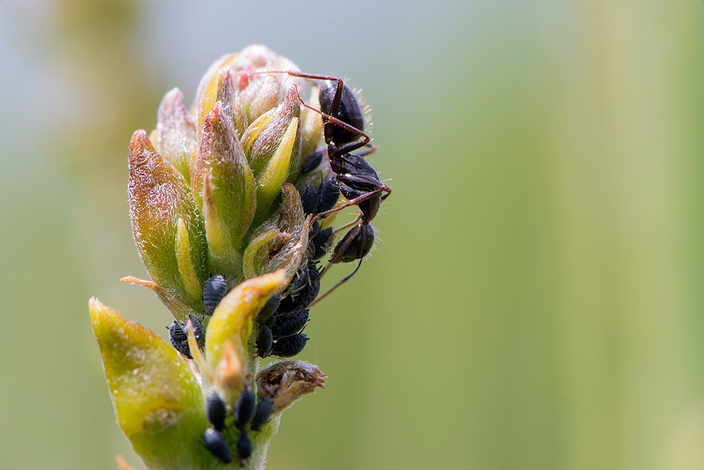 Formica con afidi