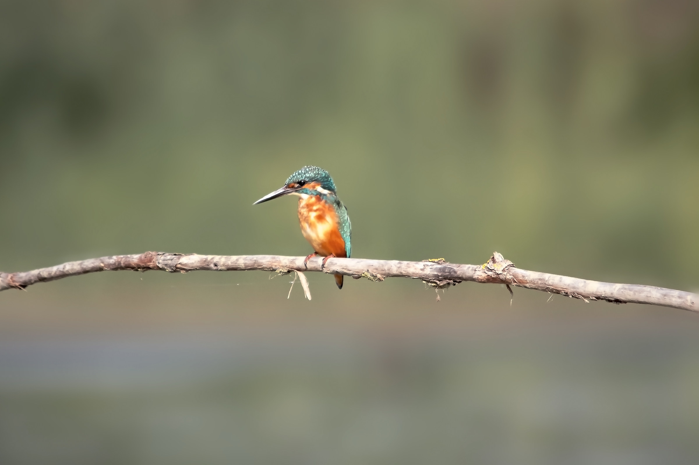 kingfisher