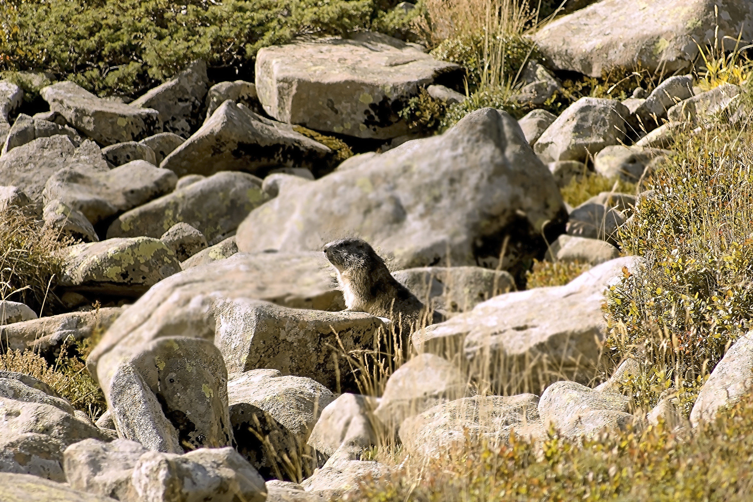 marmot
