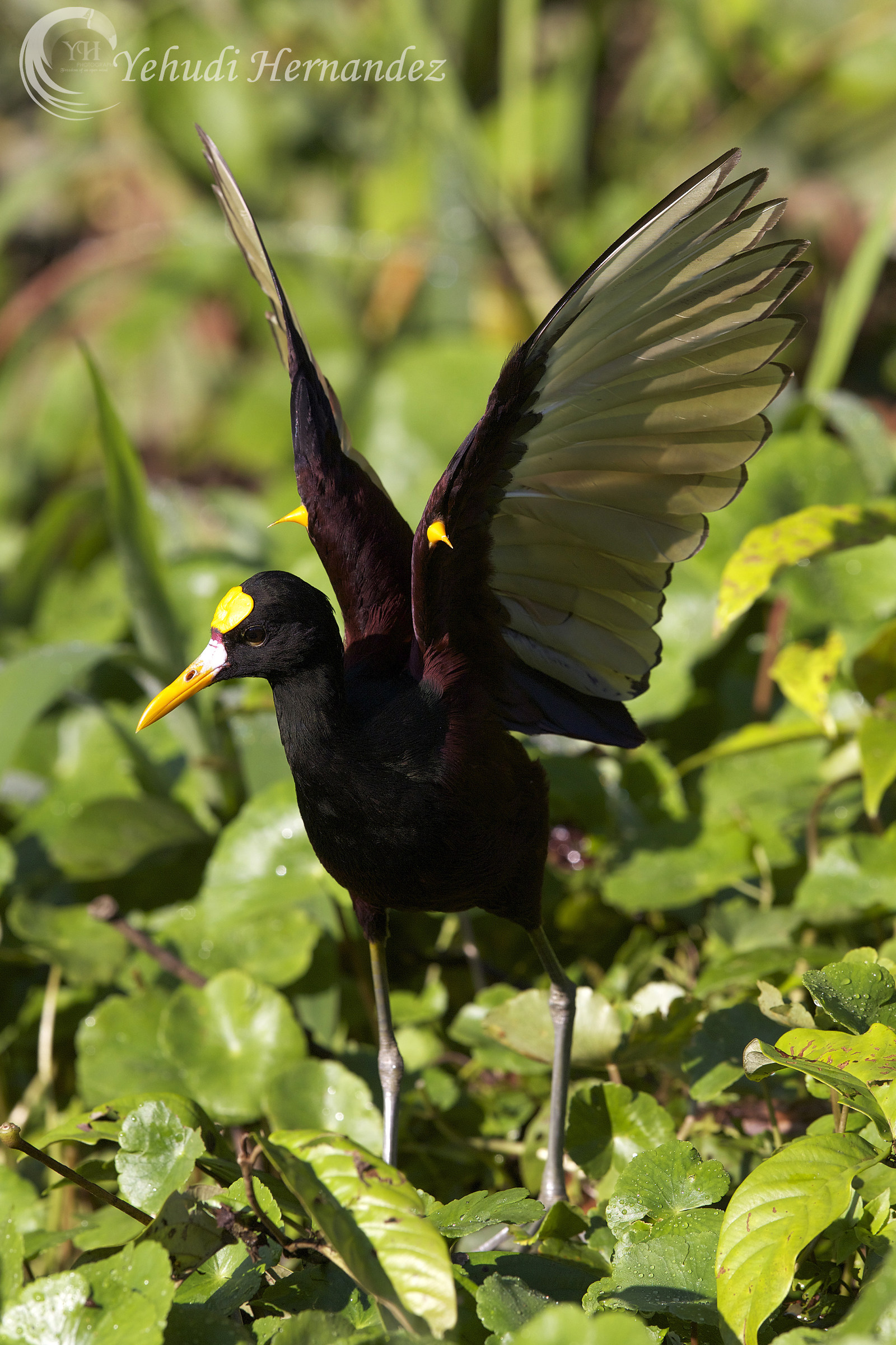 Jacana spinosa