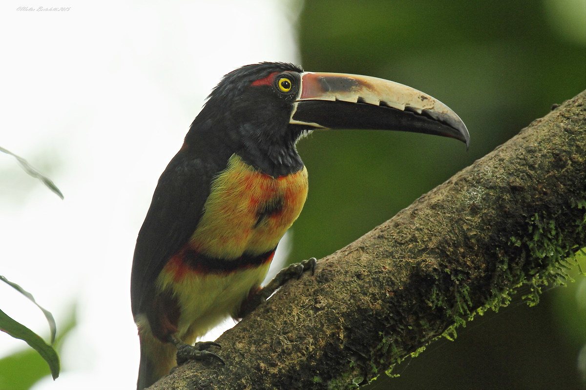 collared aracari (Pteroglossus torquatus)