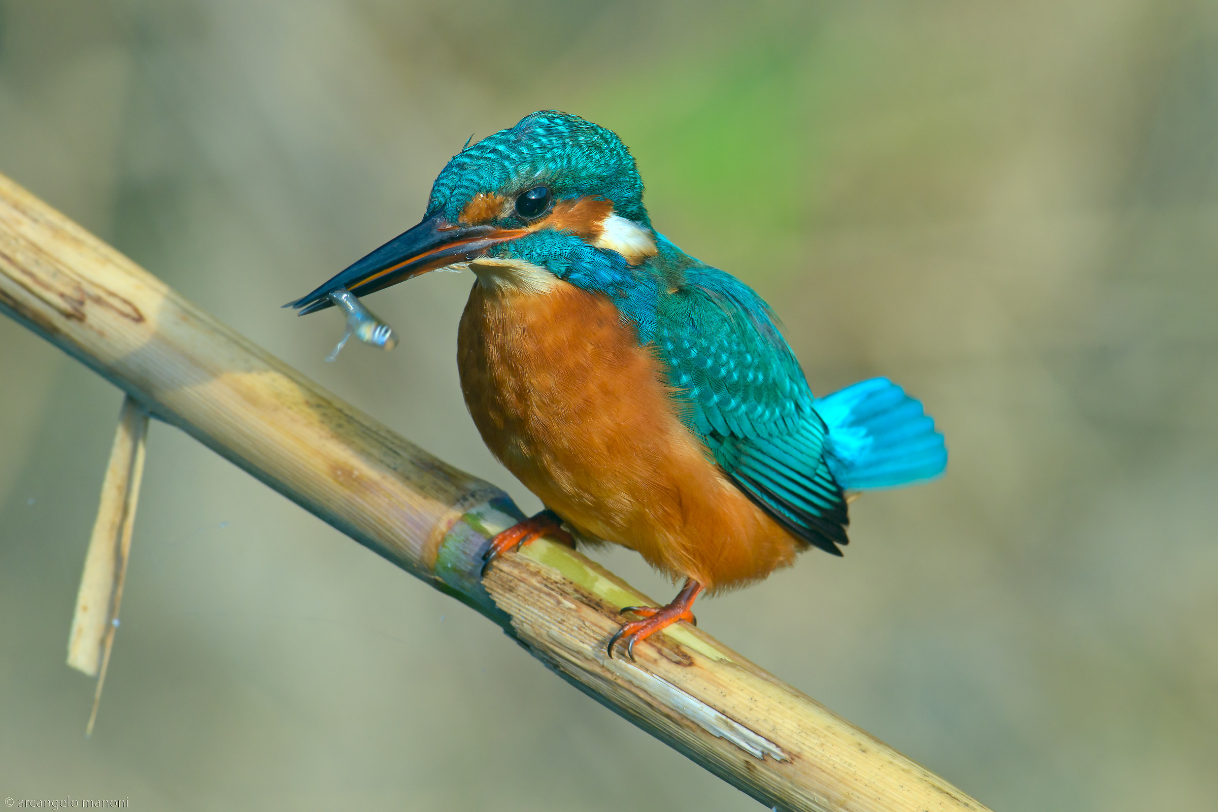 La gioia della pesca