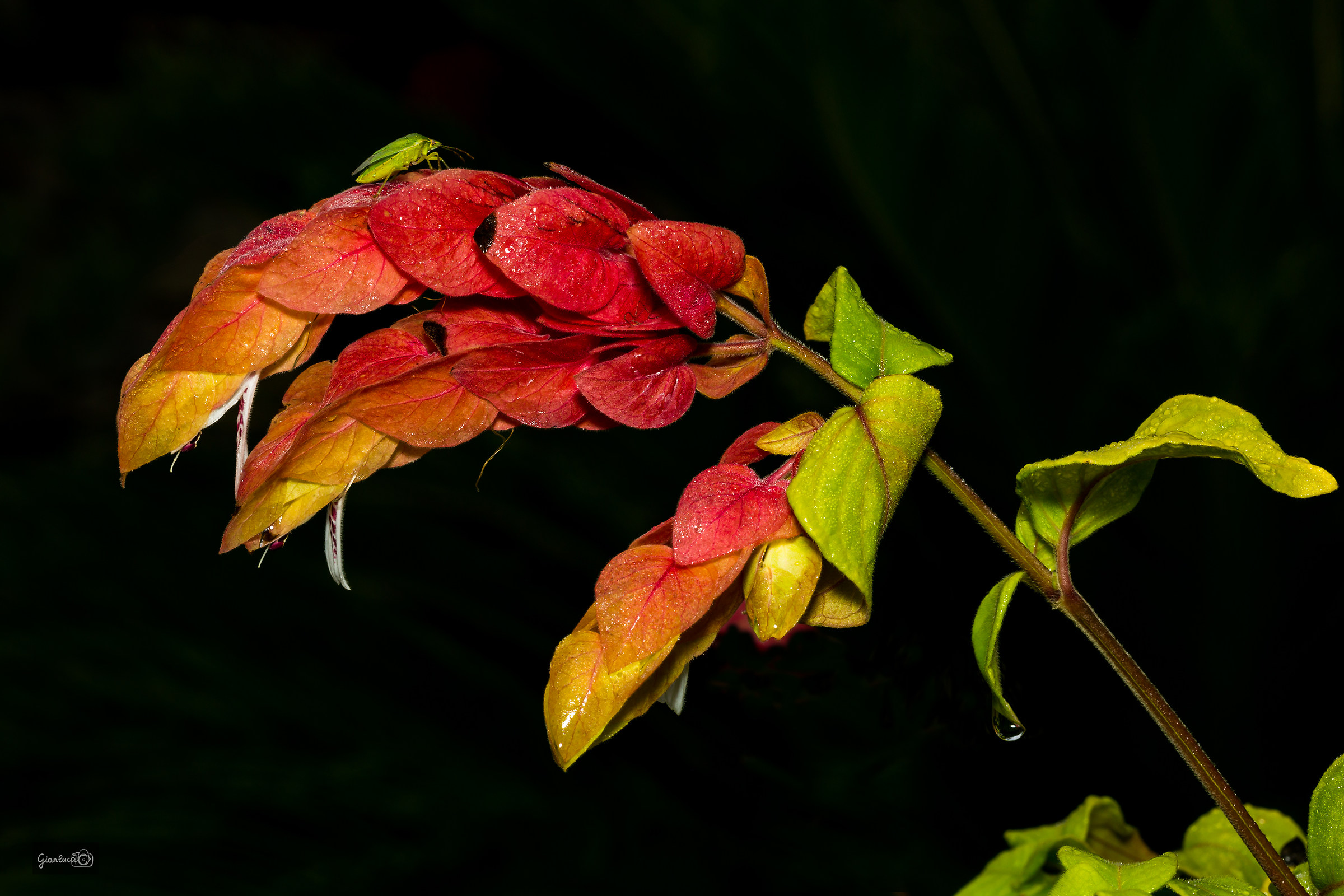 Ritorno alla macro...