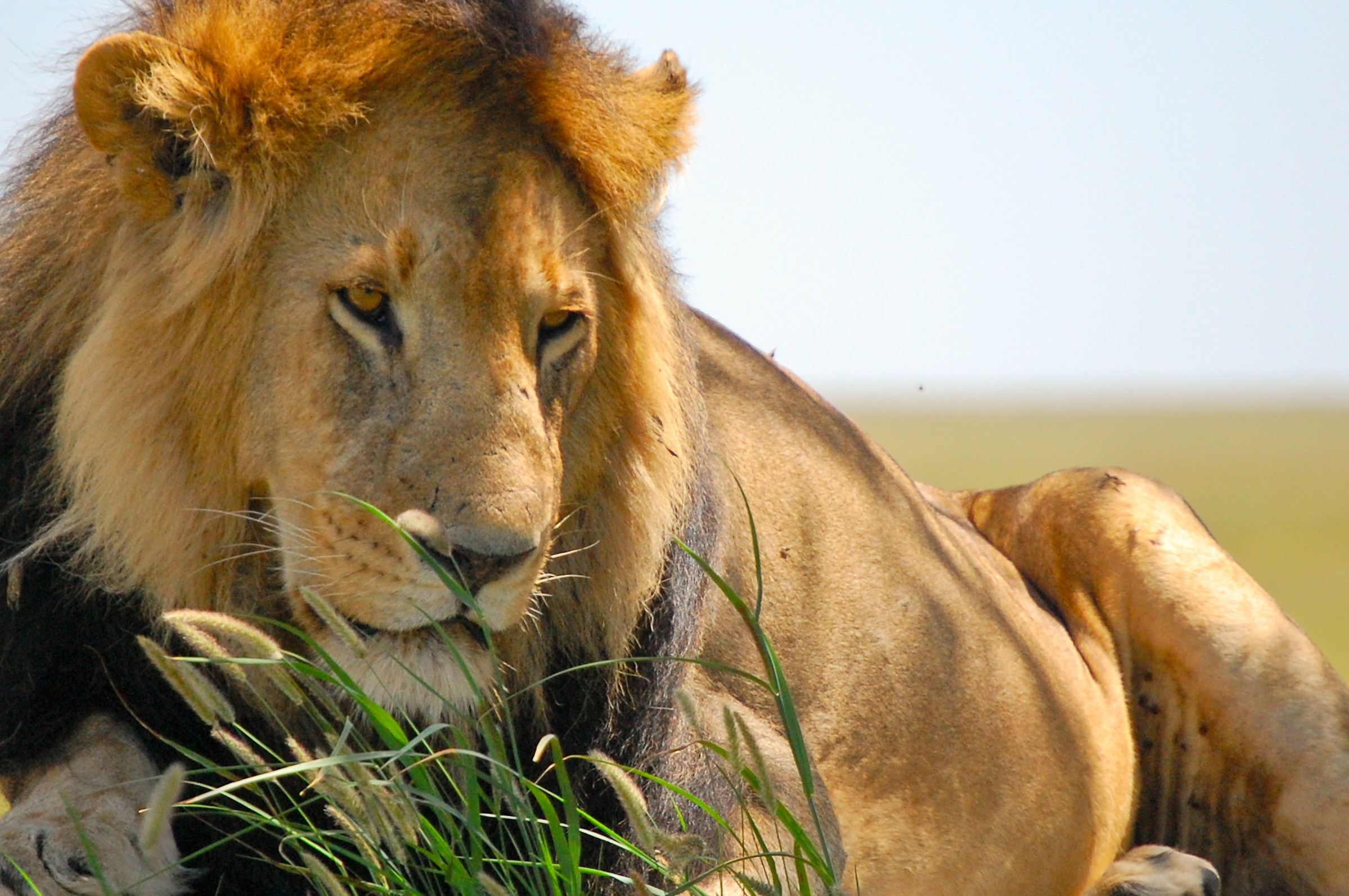 The rest of the Lion King