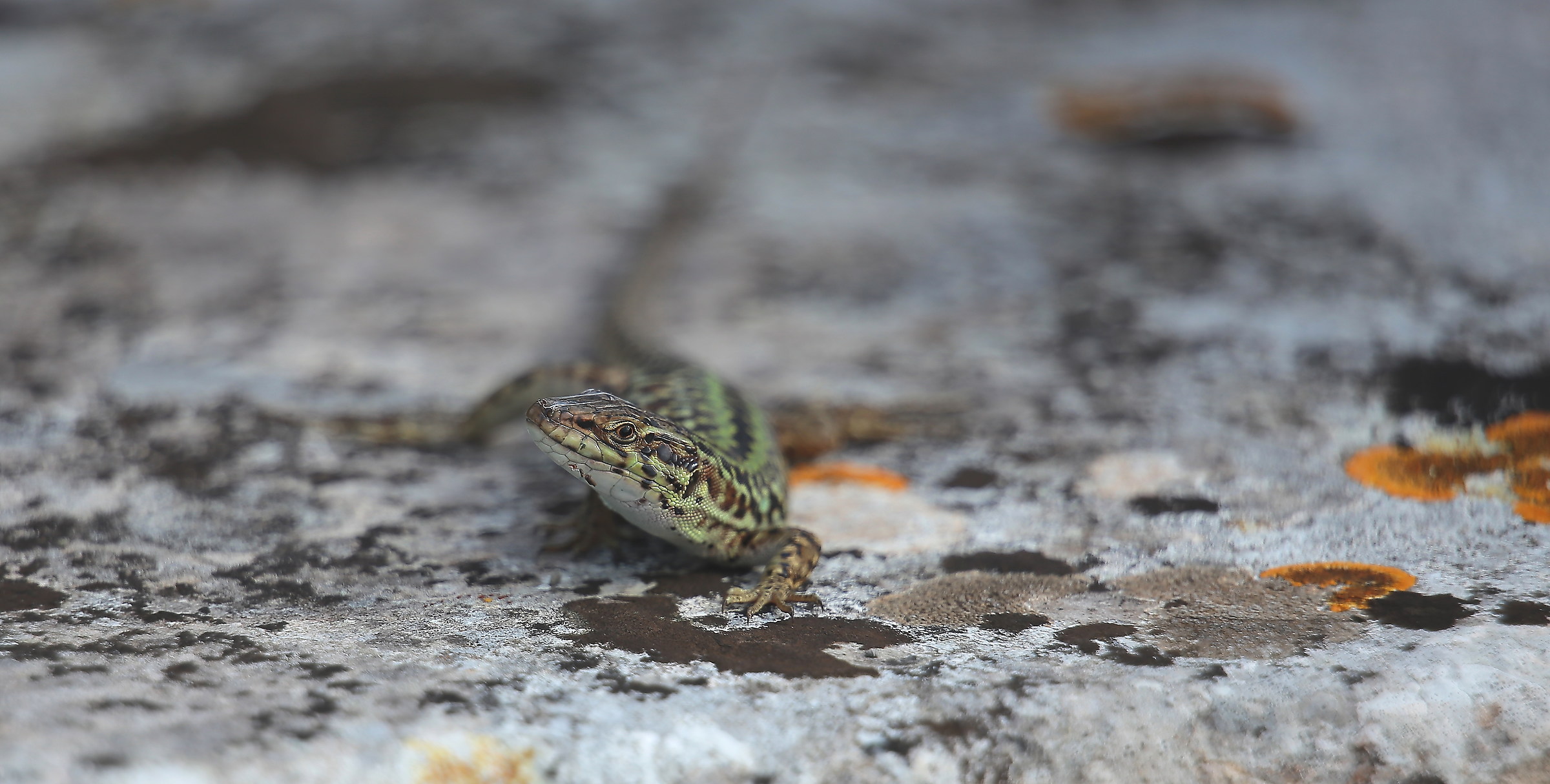 lizard of the walls