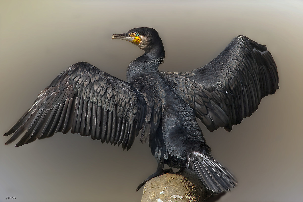 cormorano