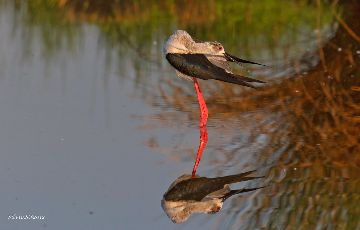 Stretching mattutino