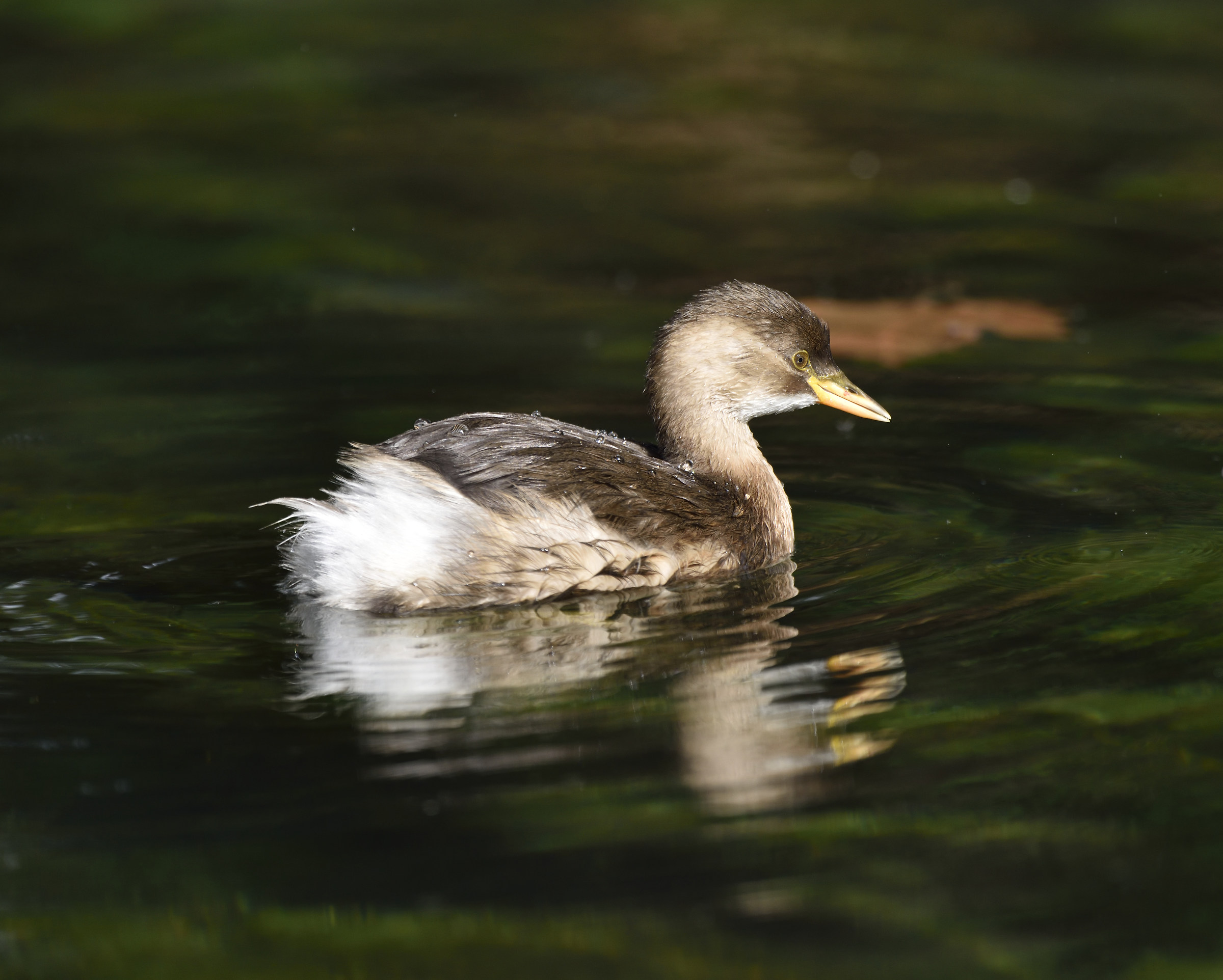 Little Grebe