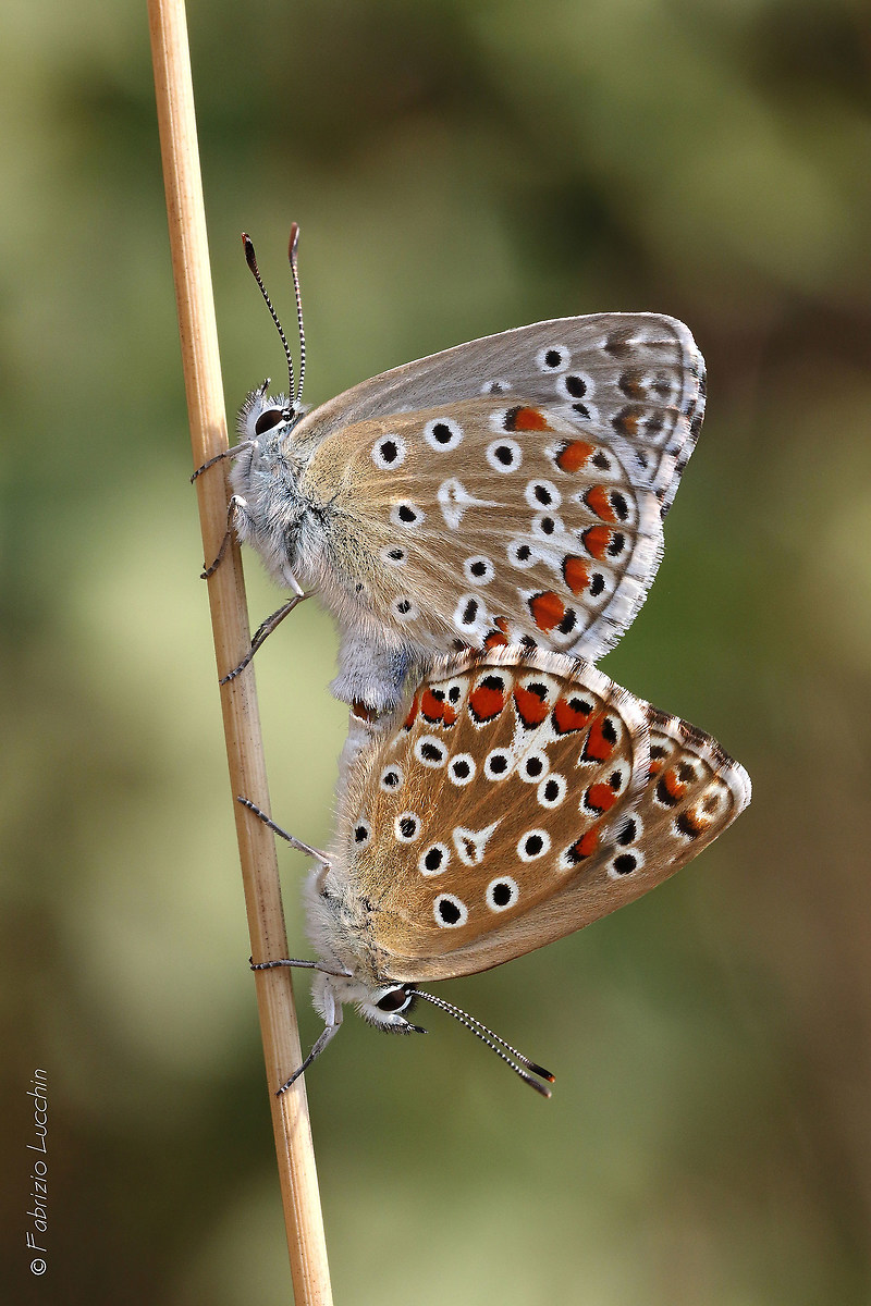 Polyommatus bellargus in love