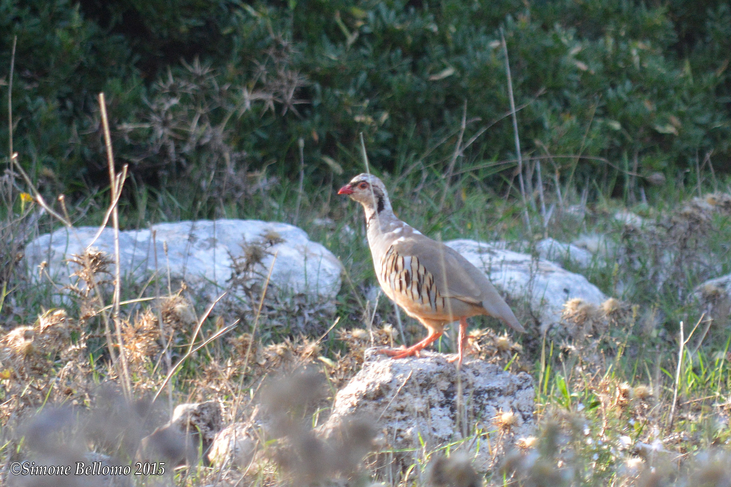 alectoris thighed whitakeri