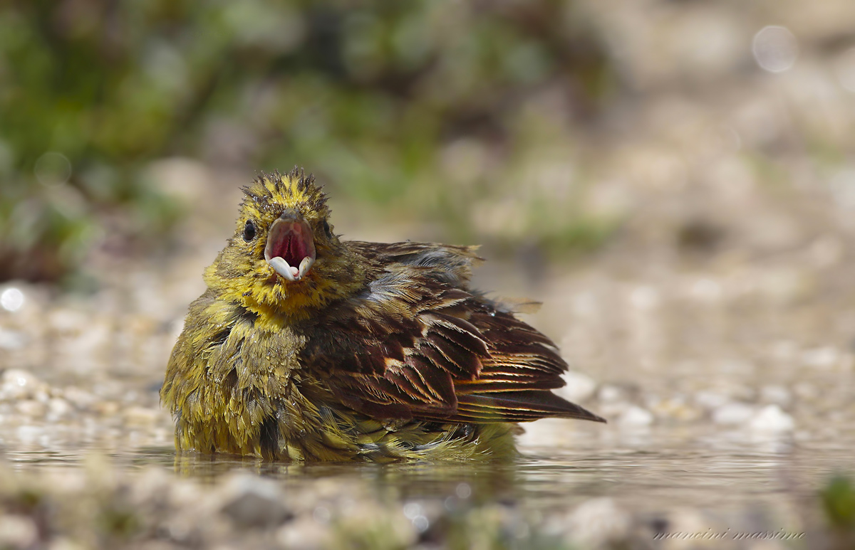 Yellowhammer (Emberiza citrinella)