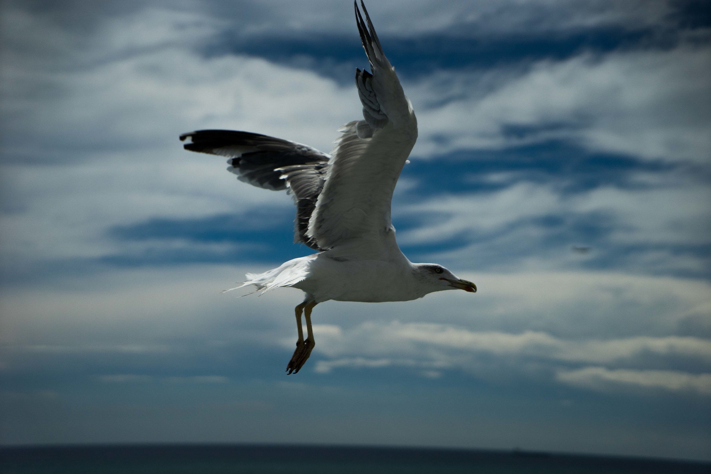 Seagull