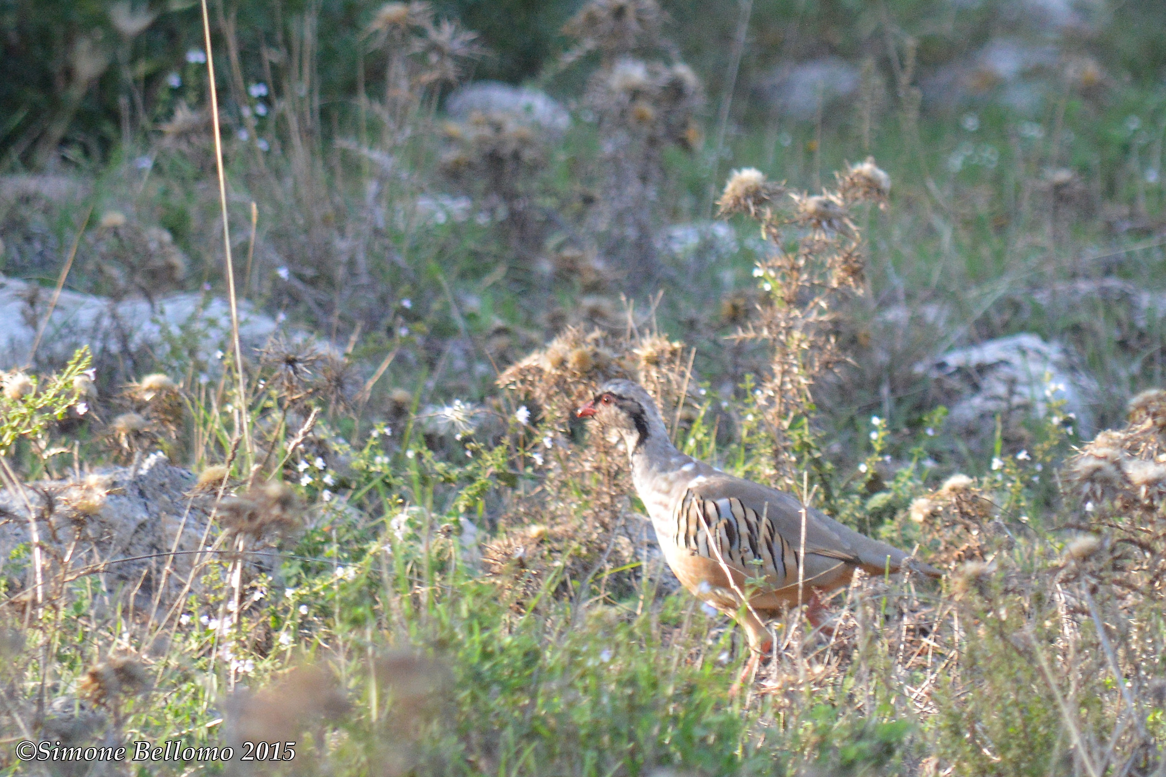 alectoris thighed whitakeri