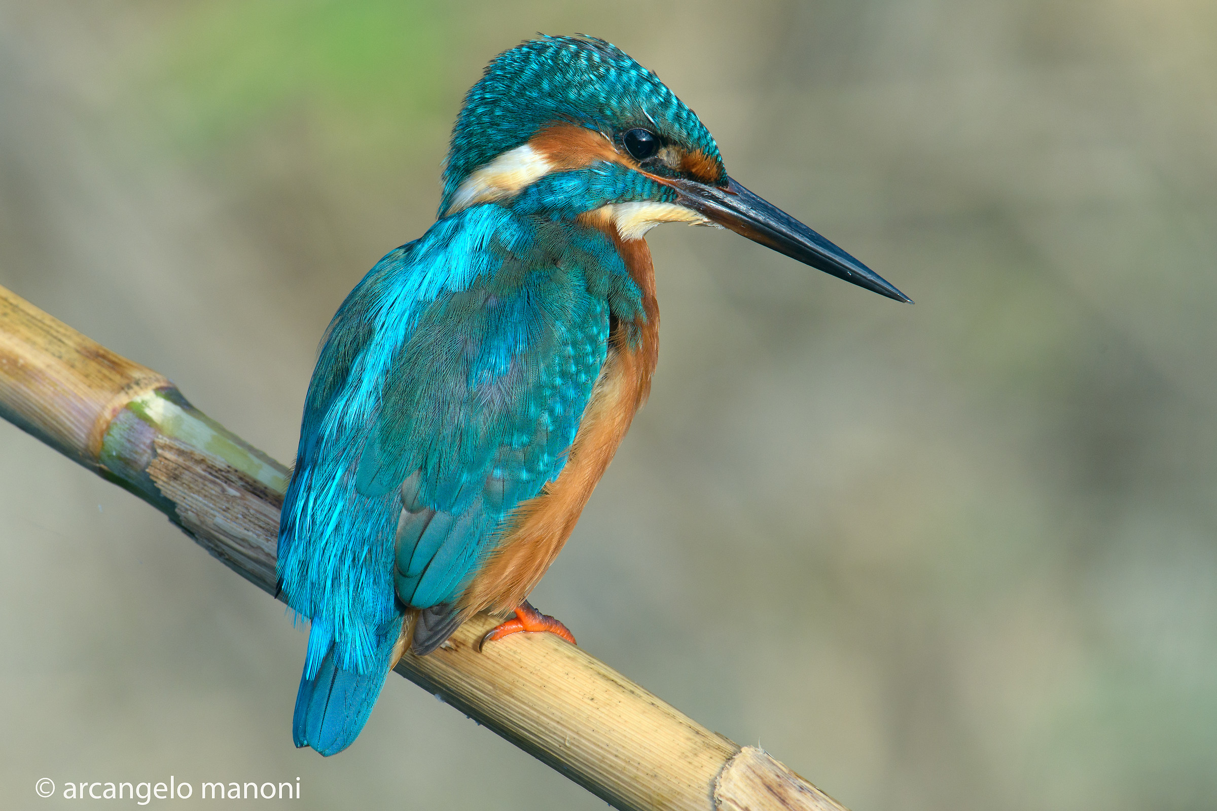 Martino  con l 'occhio alla preda