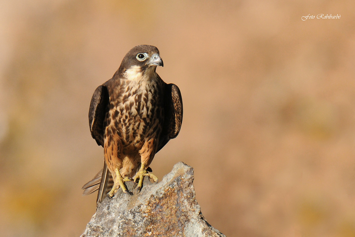 The Queen on the throne ...