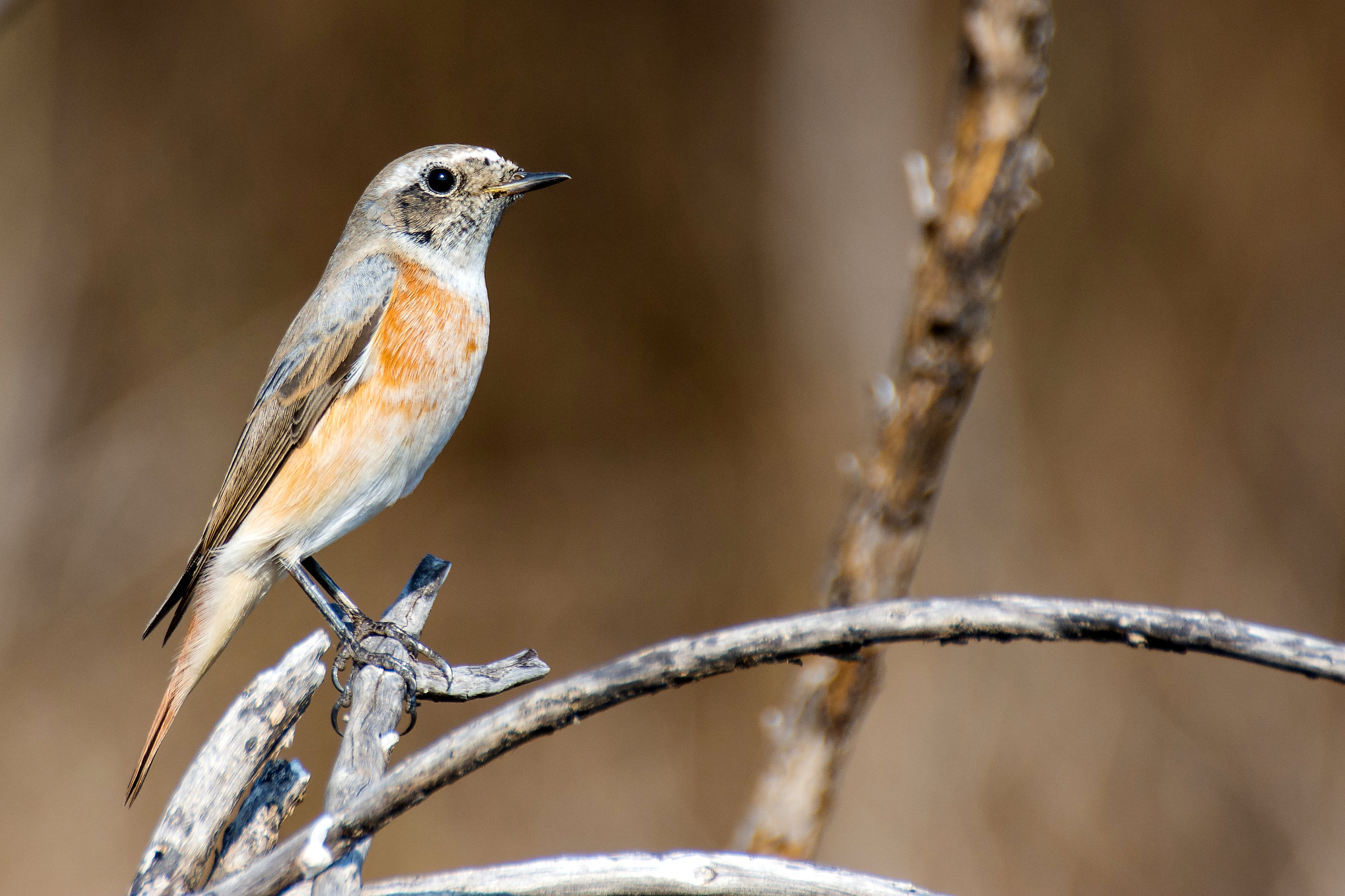 Redstart male
