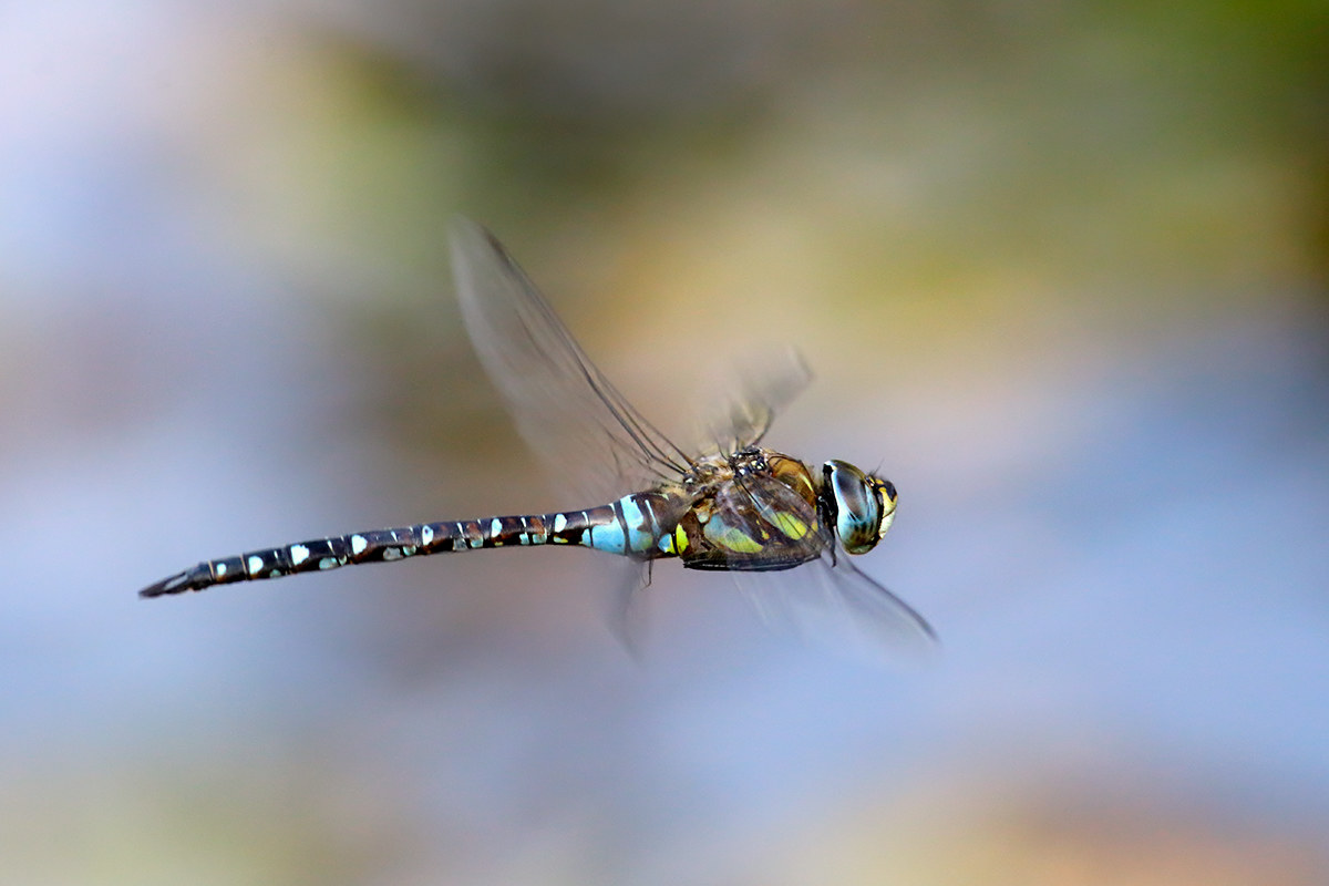 Aeshna Mixta autunnale