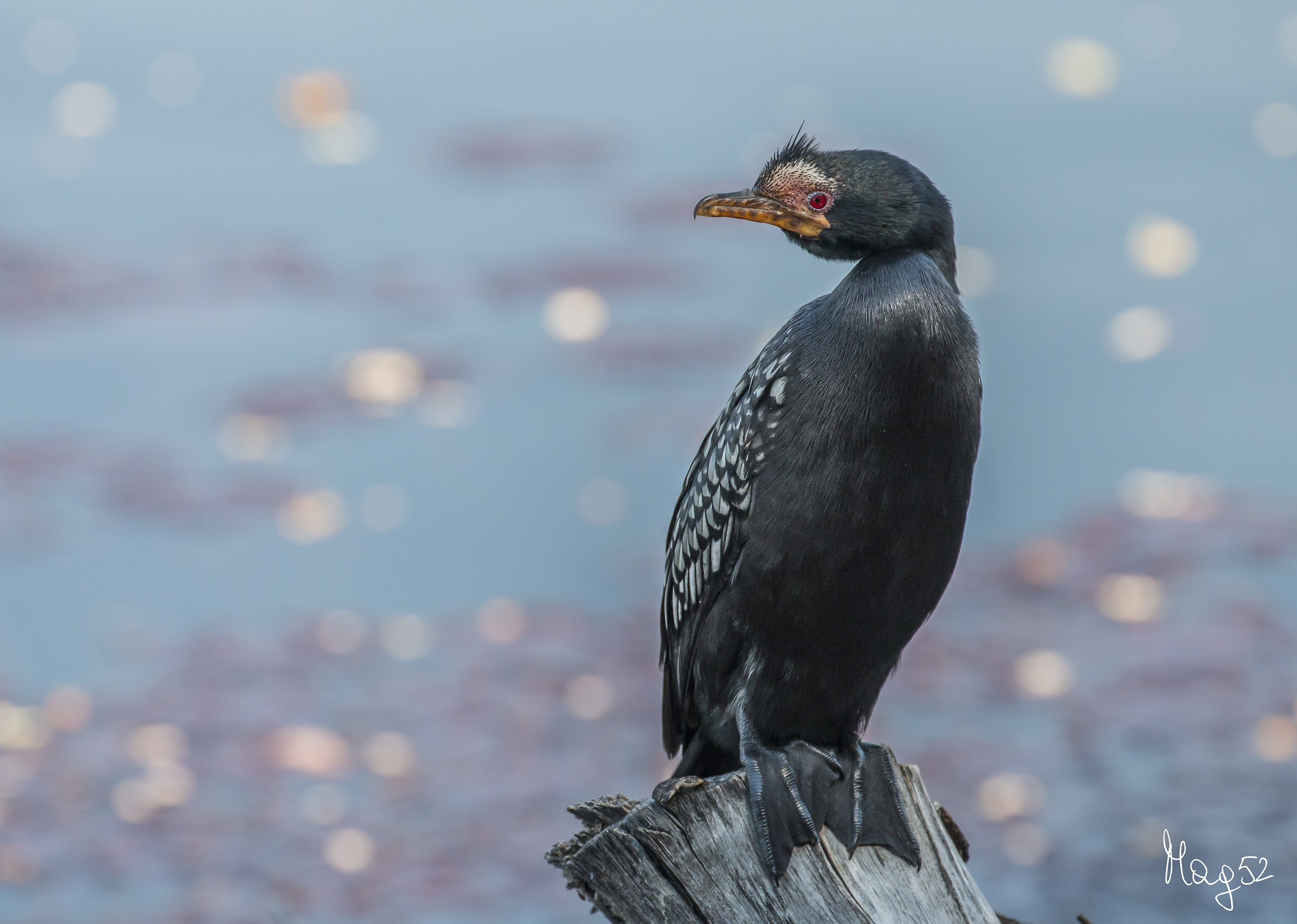 Cormorant thoughtfully