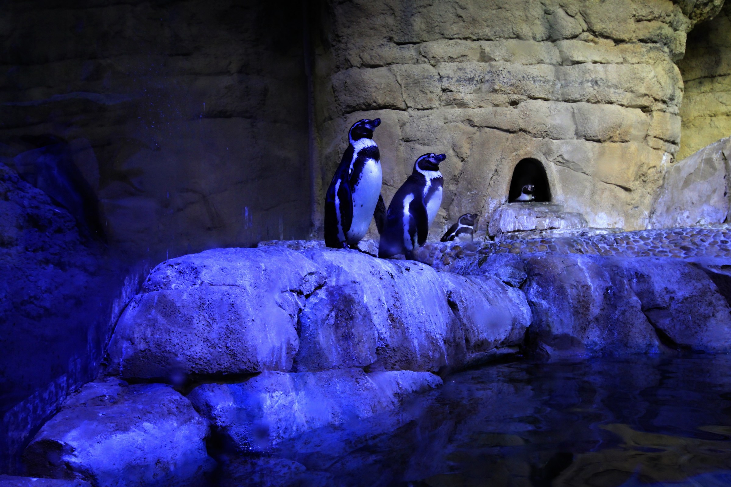 Penguins equator, or almost