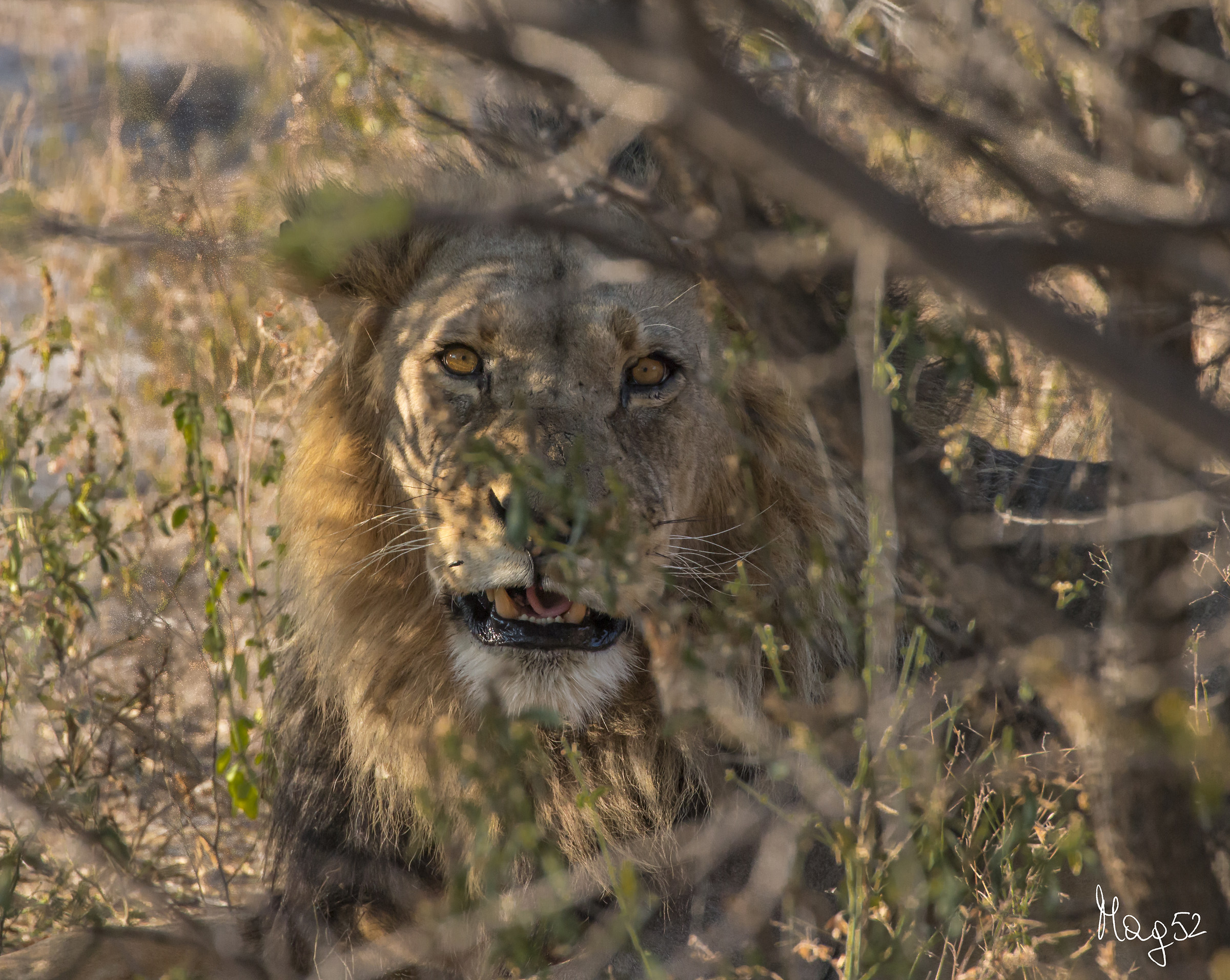 Over there in the bush