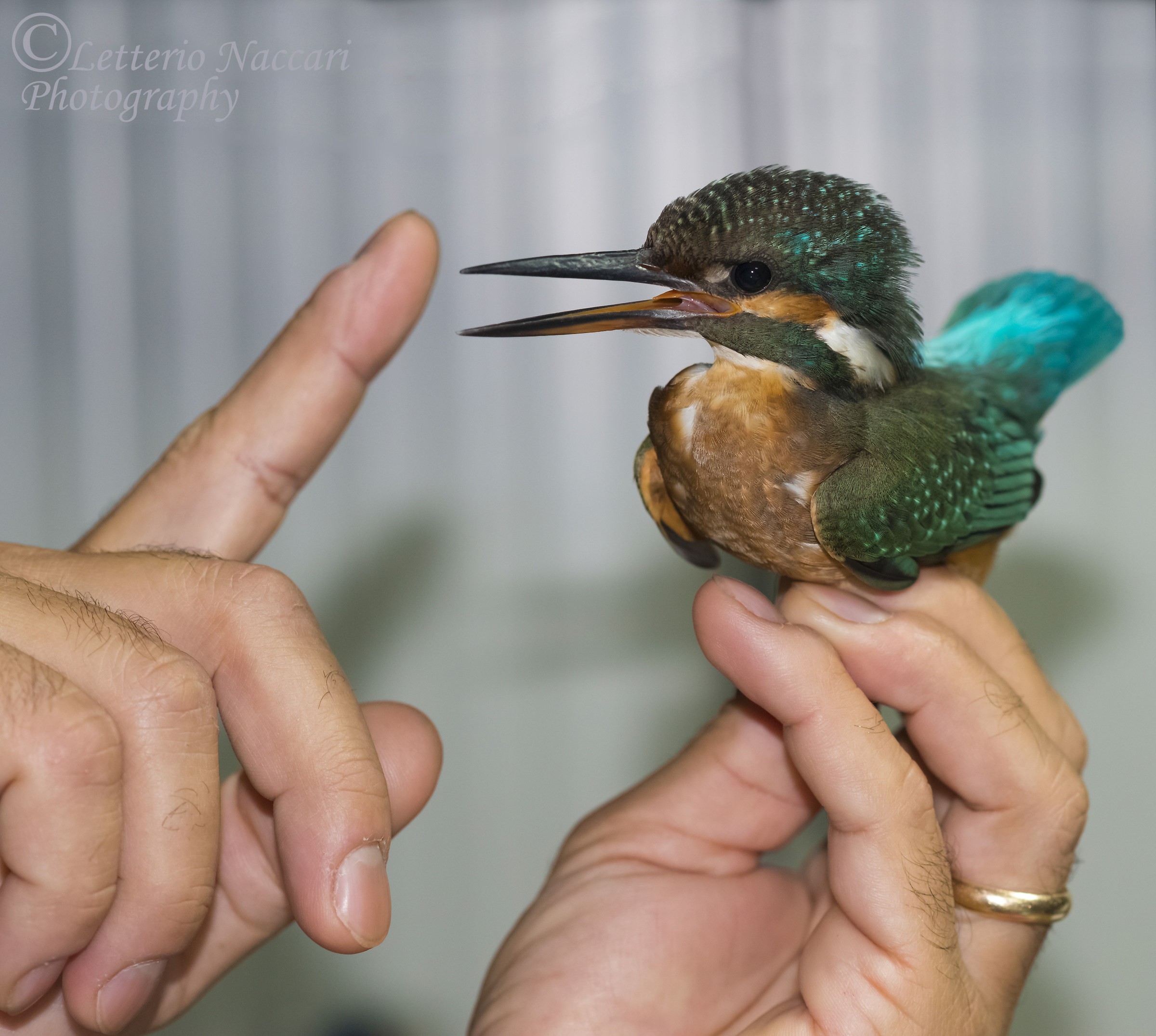 Martin Pescatore - Alcedo atthis bengalensis