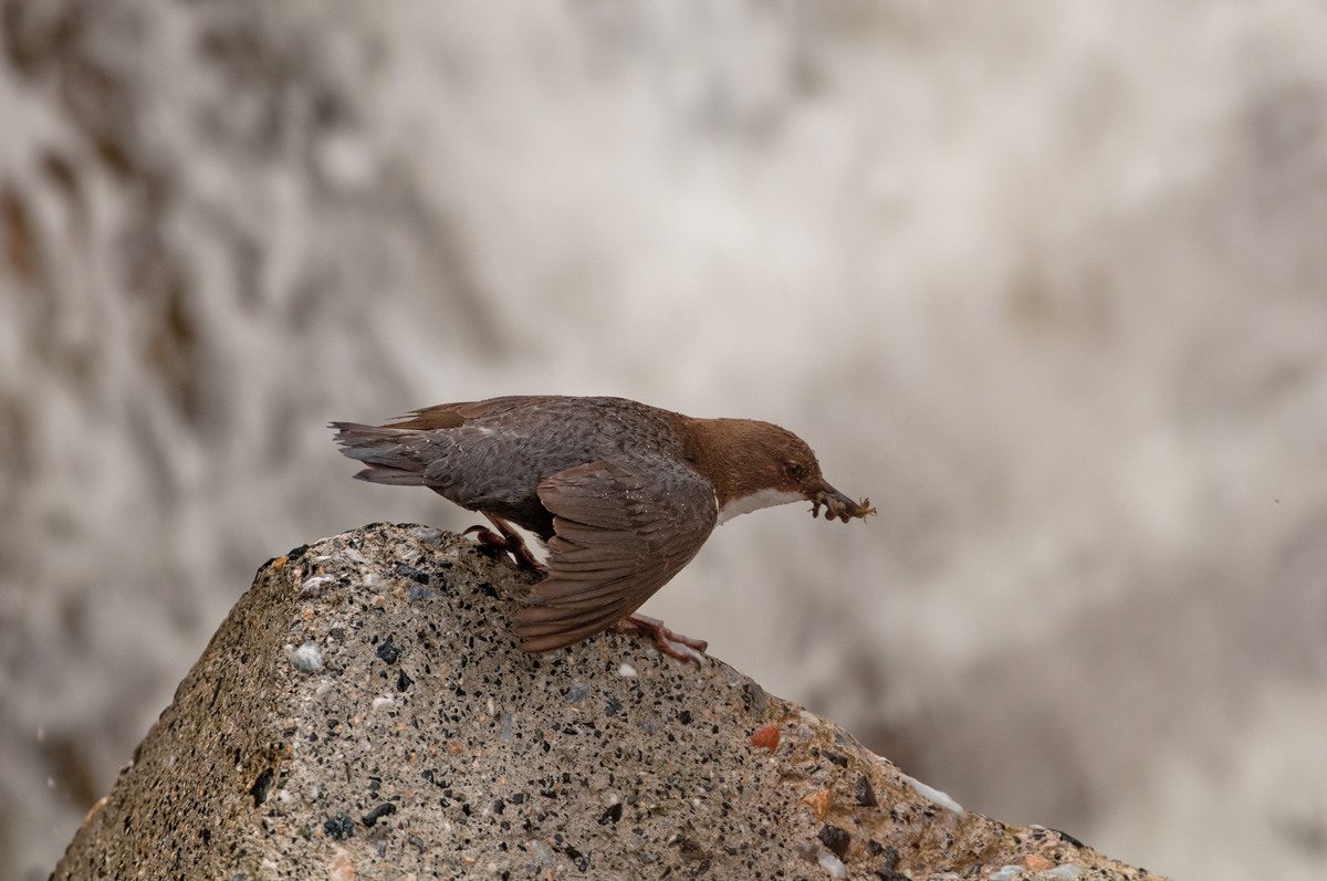 pioggia e fiume in piena
